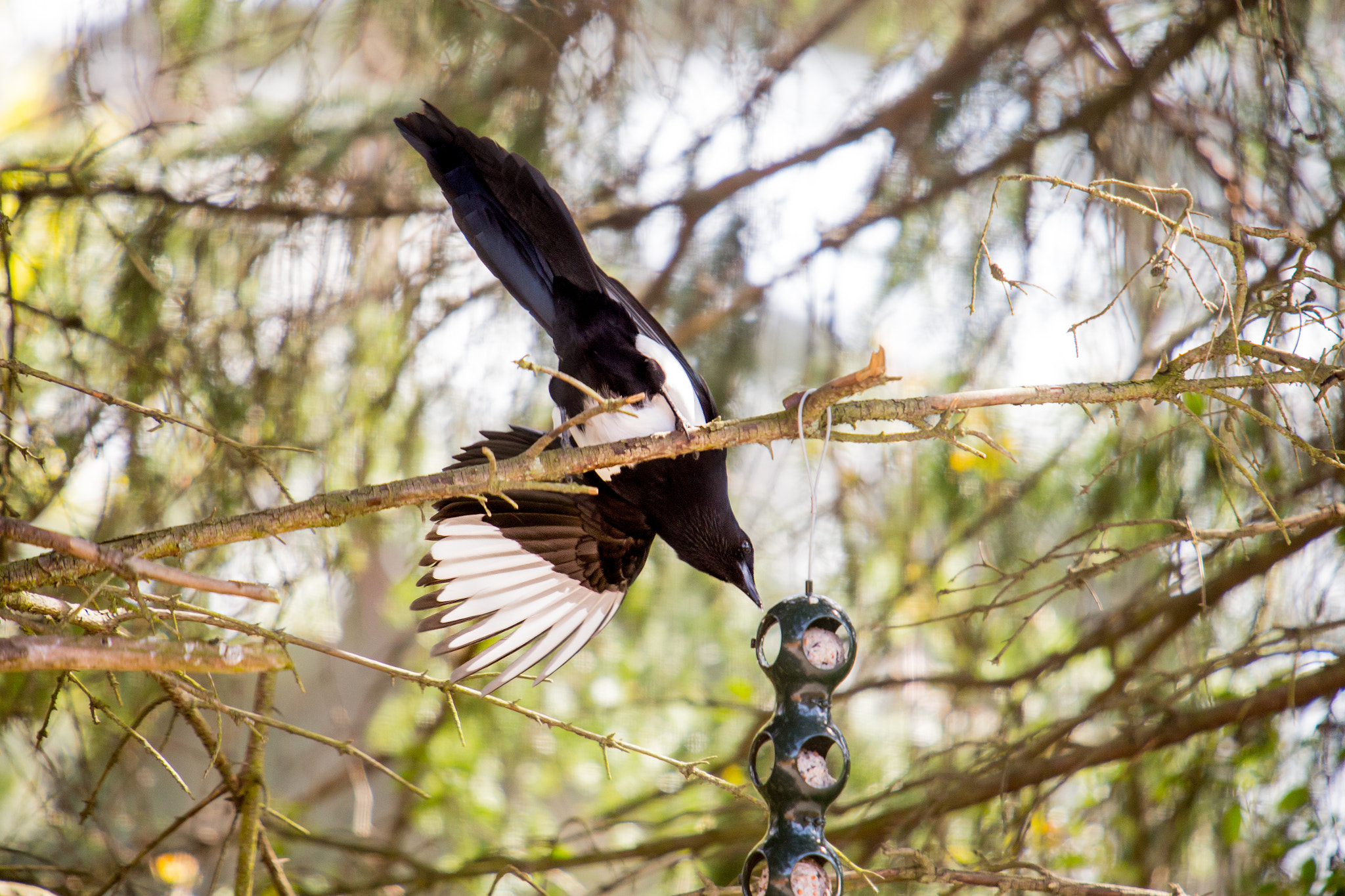 Canon EF 70-200mm F2.8L USM sample photo. Clever birds photography