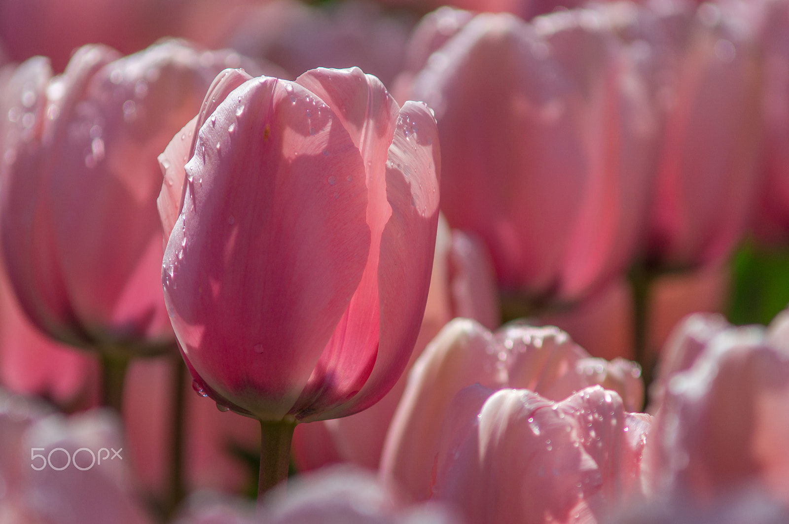 Sony SLT-A57 + Minolta AF 70-210mm F4 Macro sample photo. Just pink photography