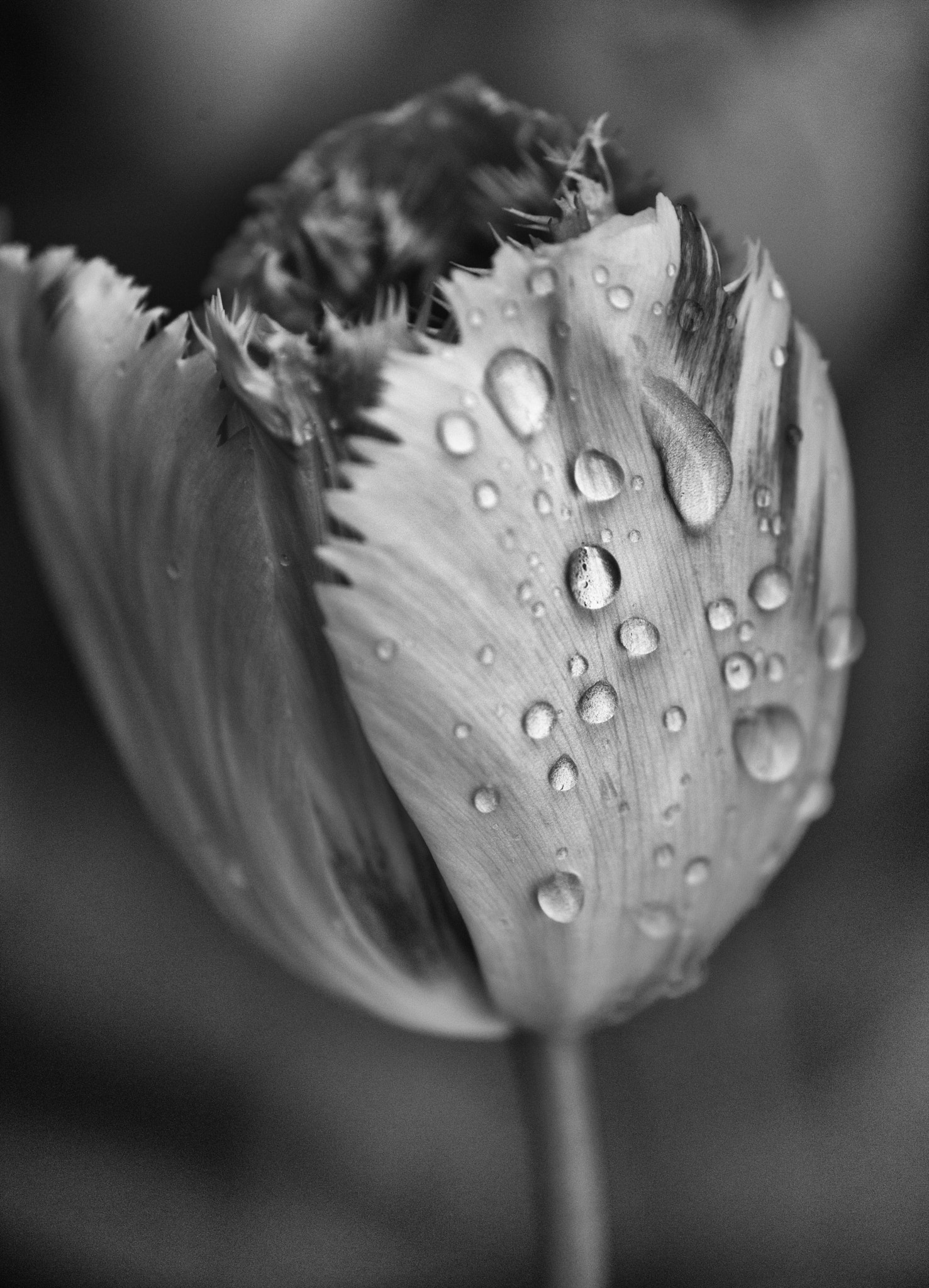 Sony 75-300mm F4.5-5.6 sample photo. A tulip after rain photography