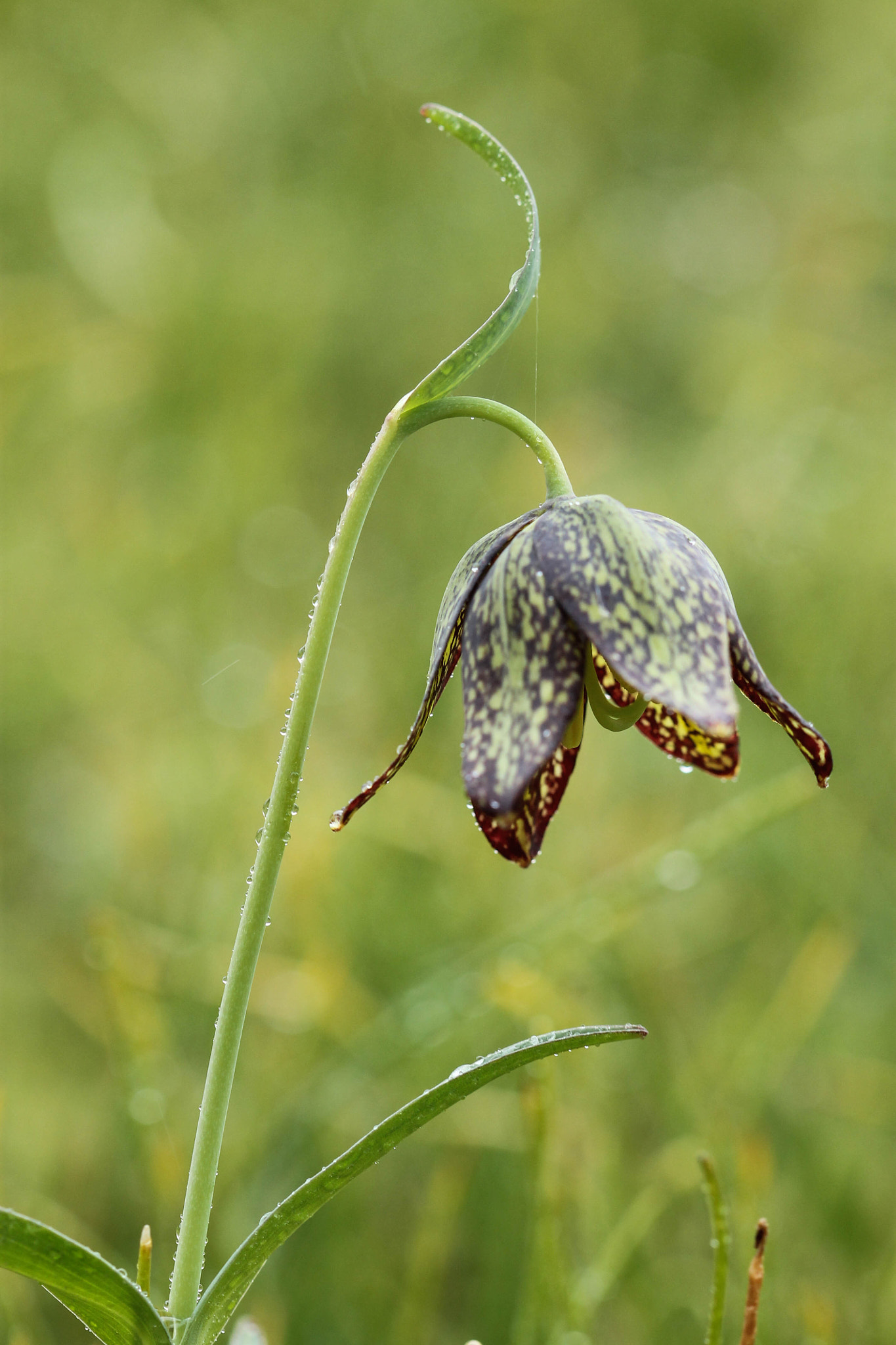 Canon EF 100mm F2.8 Macro USM sample photo. Chocolate lily photography