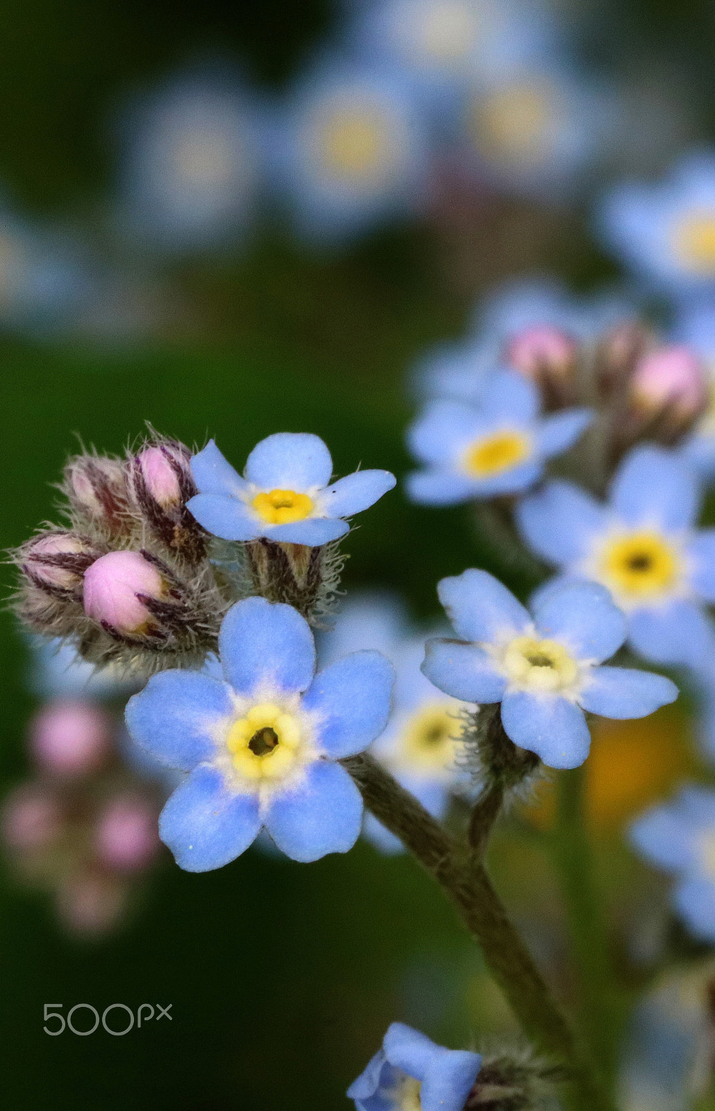 Canon MP-E 65mm F2.5 1-5x Macro Photo sample photo. Blue happiness photography
