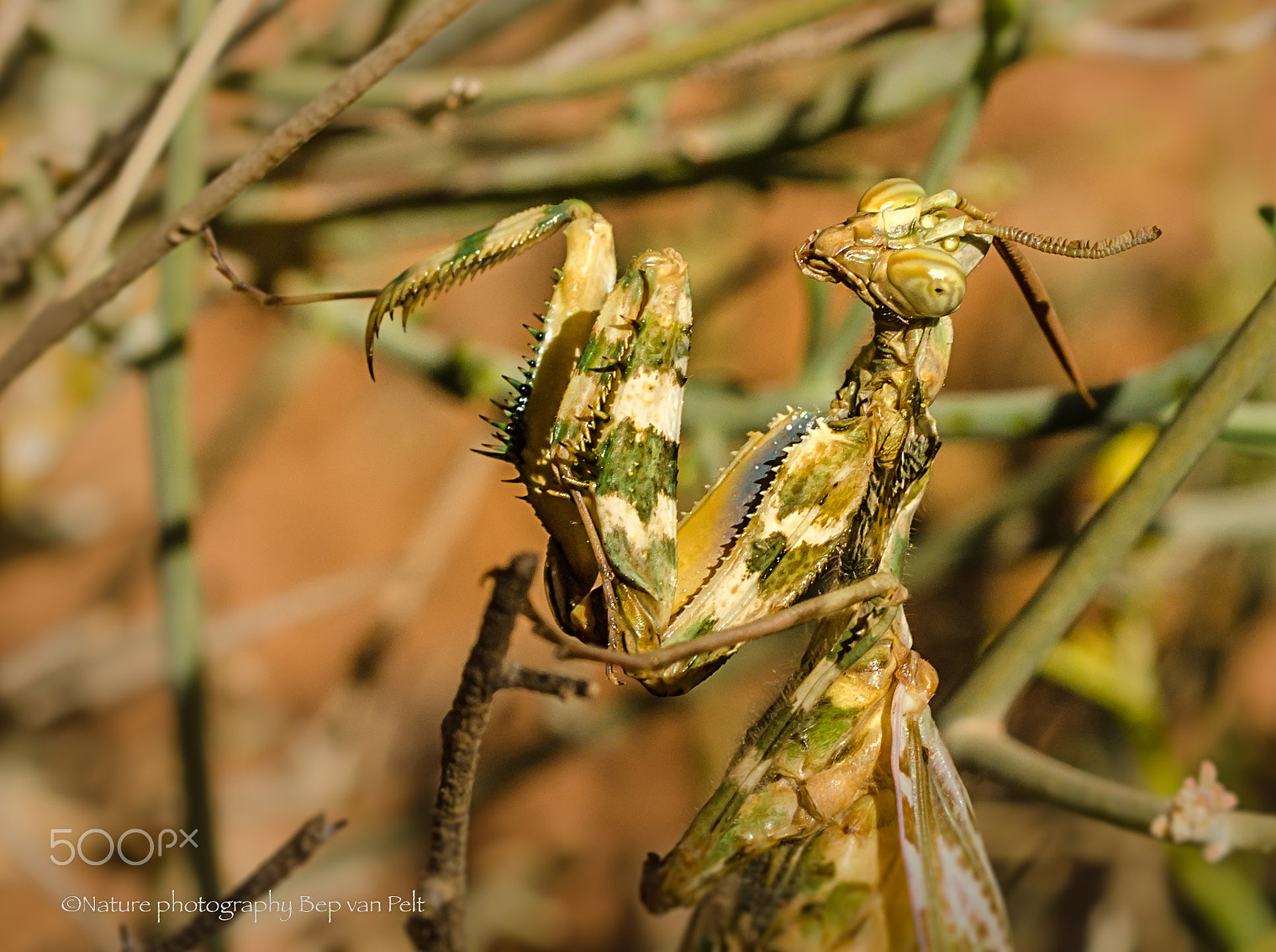Nikon D7000 + Sigma 50mm F2.8 EX DG Macro sample photo. Moroccan mantis in semi- desert of anti-atlas photography