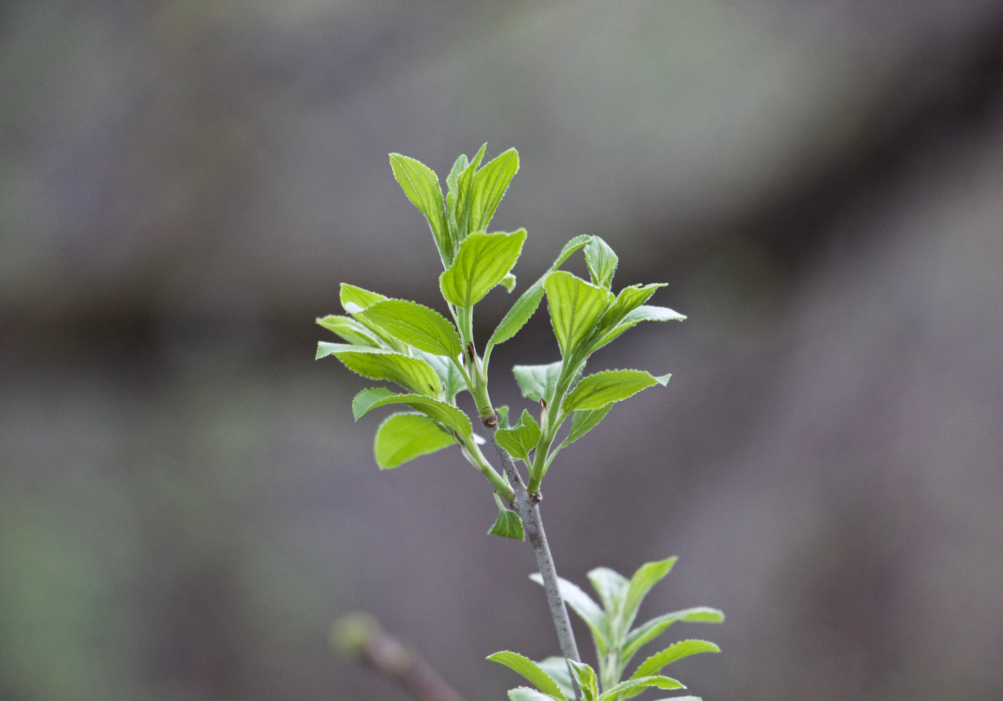 Canon EF-S 18-135mm F3.5-5.6 IS STM sample photo. New growth photography