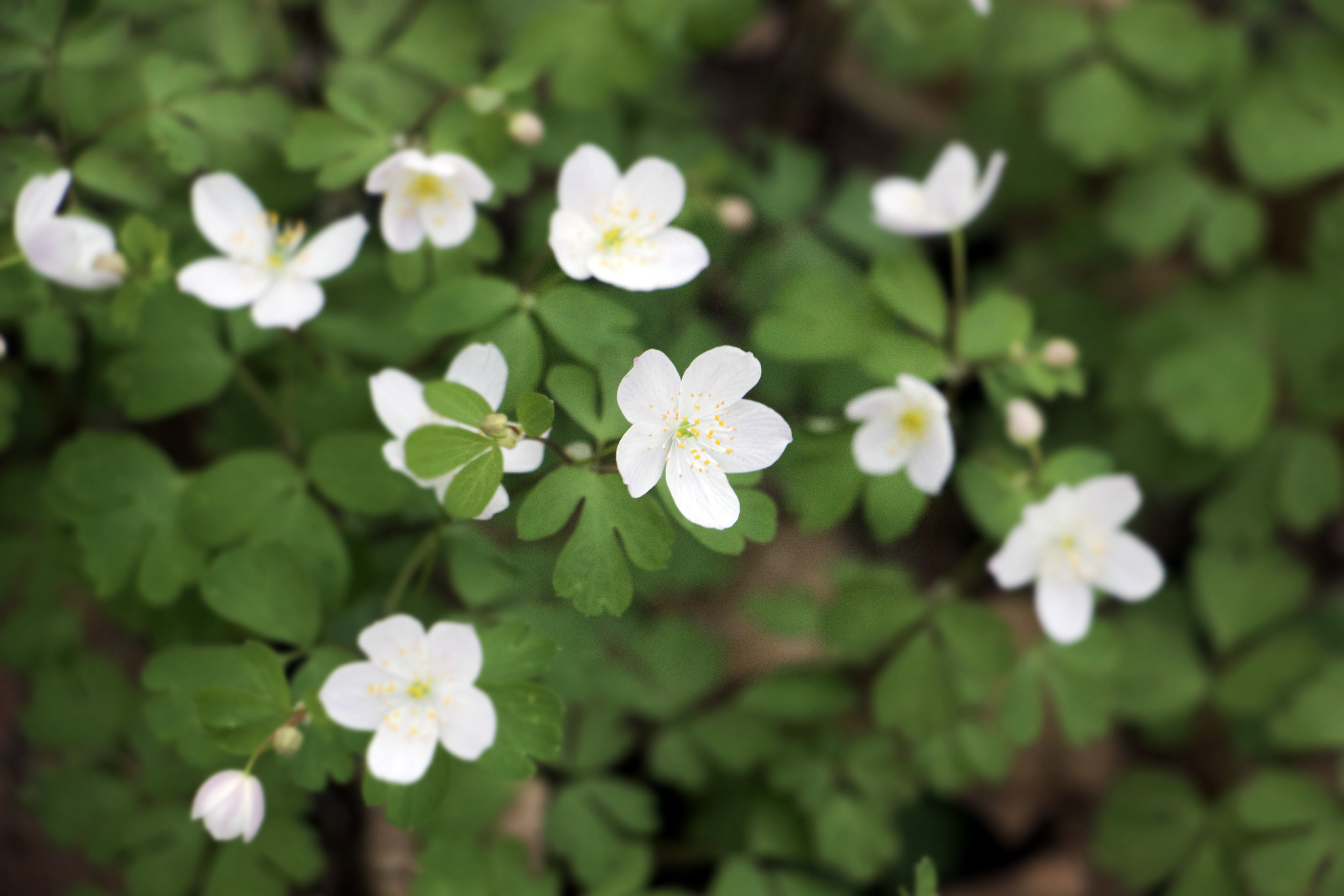 Canon EF-S 18-135mm F3.5-5.6 IS STM sample photo. White flowers photography