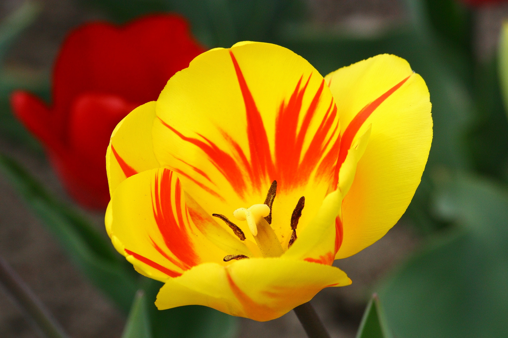 Sigma 70-300mm F4-5.6 APO DG Macro sample photo. Yellow photography