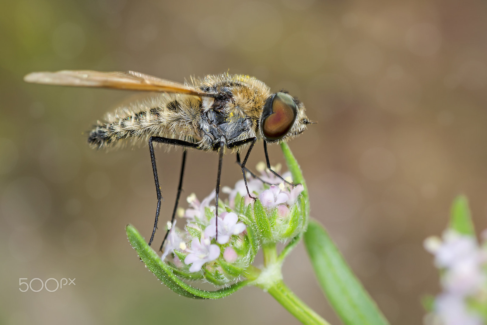 Nikon D800E sample photo. Fly photography