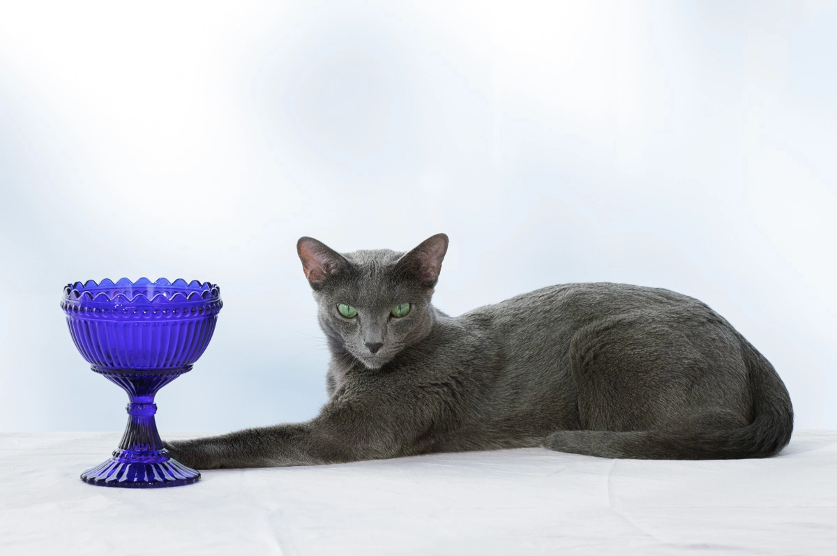 Nikon D2Xs sample photo. Mariskooli and cat photography