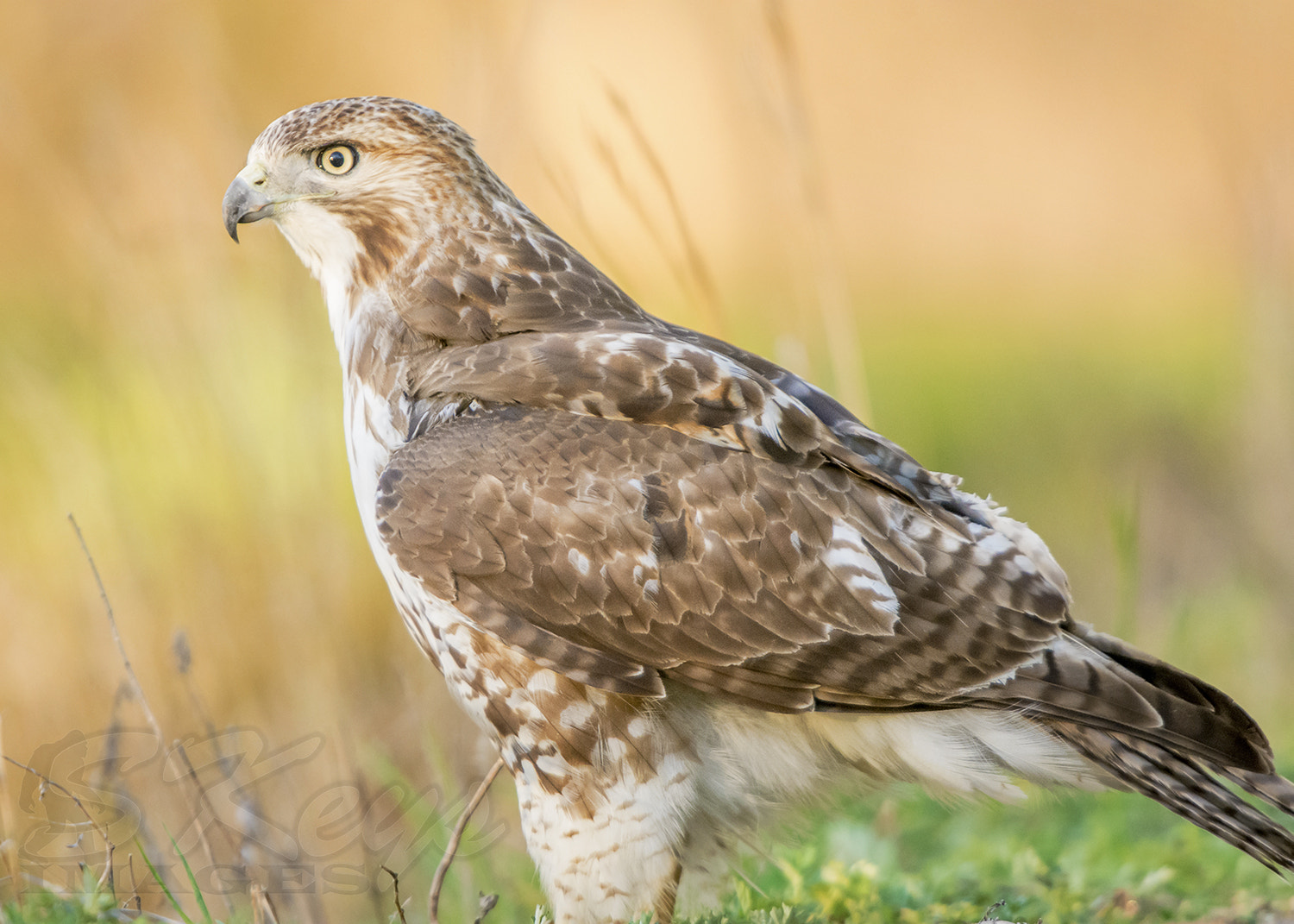 Nikon D7200 + Sigma 500mm F4.5 EX DG HSM sample photo. Red-tail in gold (red-tailed hawk) photography