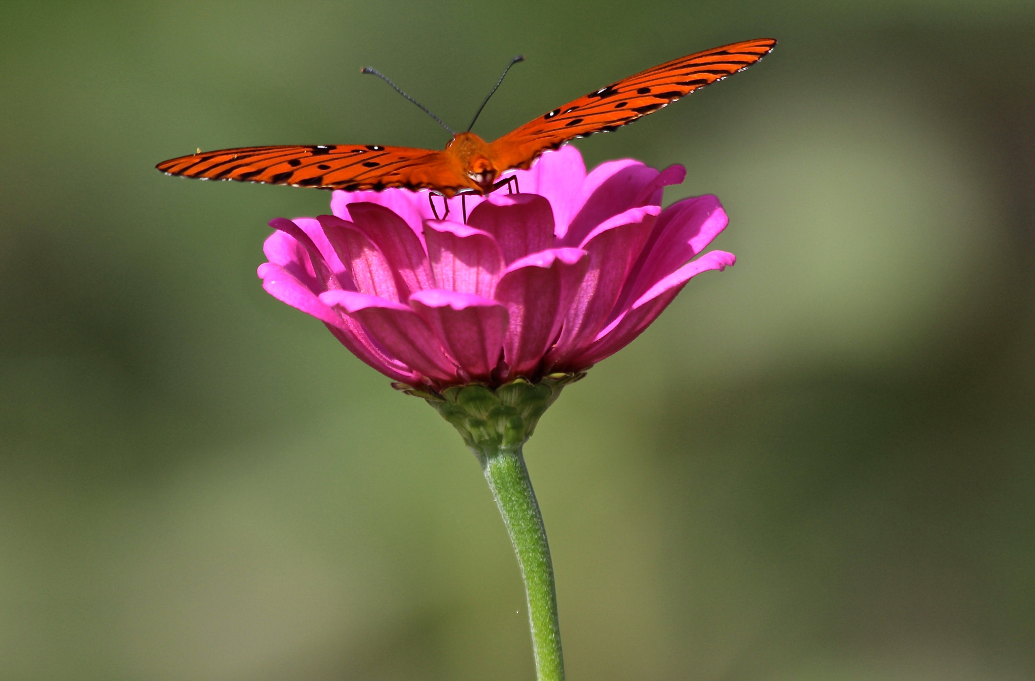 Canon EOS 650D (EOS Rebel T4i / EOS Kiss X6i) sample photo. Safe landing photography