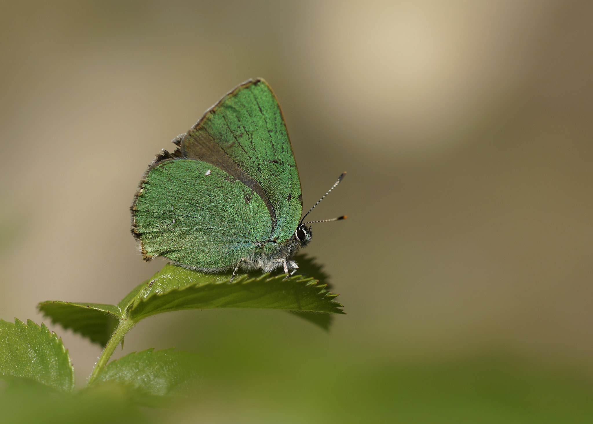 Sony a99 II + Tamron SP AF 90mm F2.8 Di Macro sample photo. ZÜmrÜt  photography