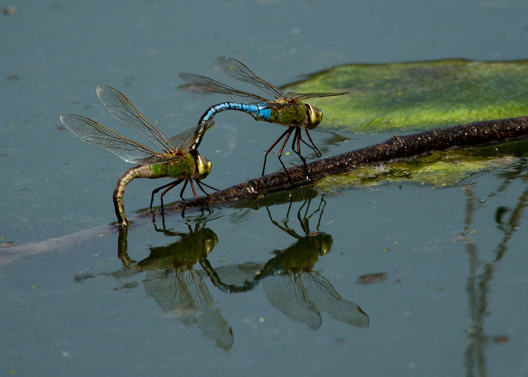 Canon EOS 600D (Rebel EOS T3i / EOS Kiss X5) + Canon EF 100-400mm F4.5-5.6L IS USM sample photo. Dragonflies at the pond photography