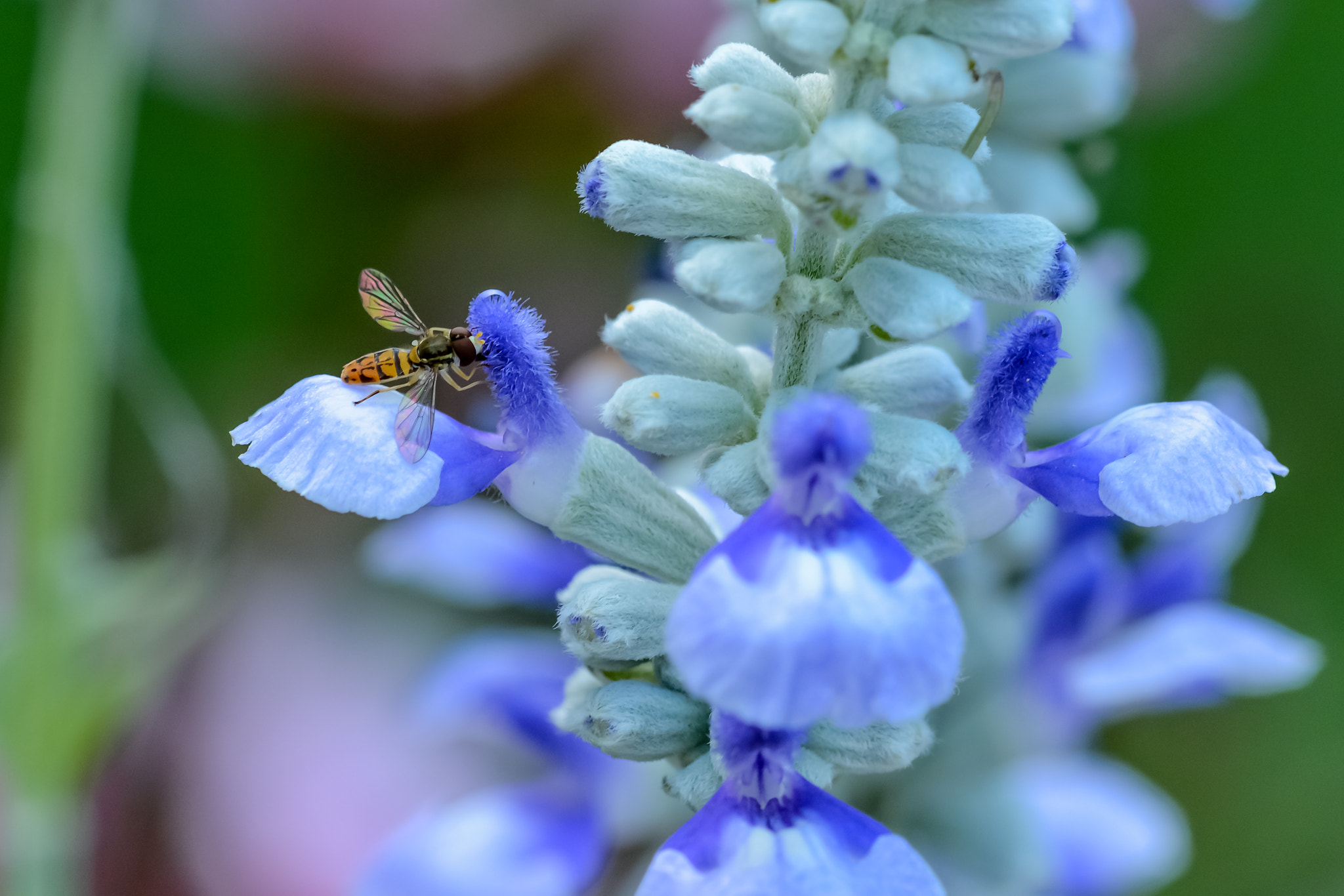 Nikon D7100 + Nikon AF Micro-Nikkor 200mm F4D ED-IF sample photo. Rainbow wings photography