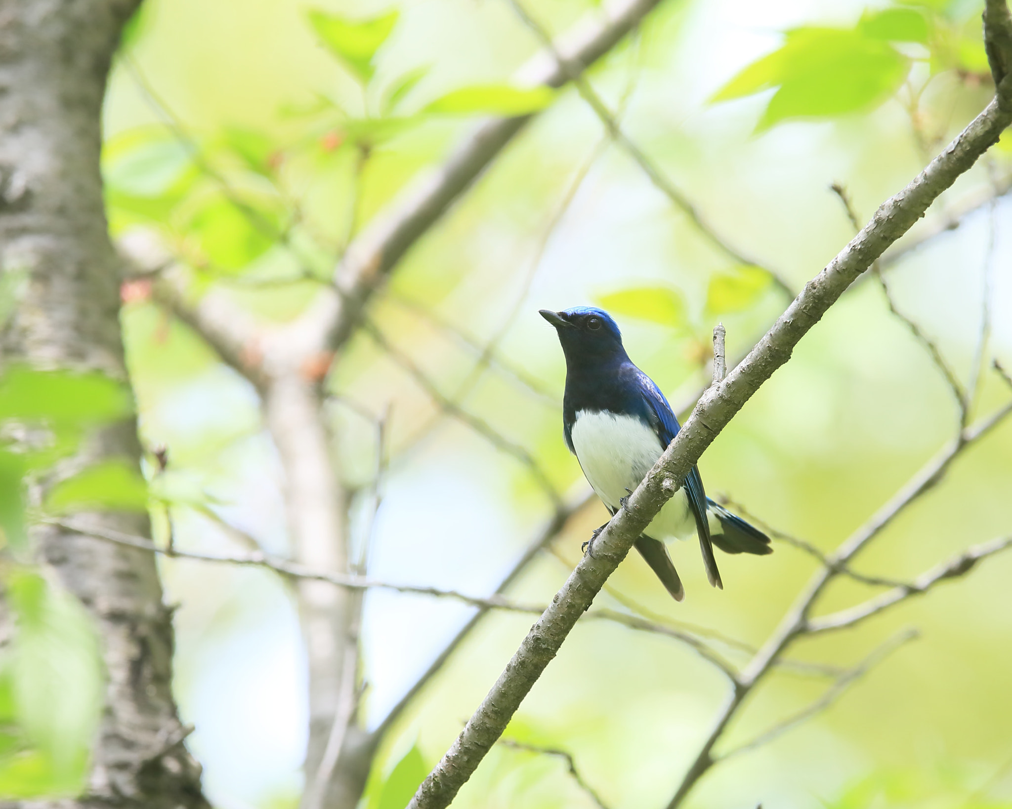 Canon EF 400mm F2.8L IS II USM sample photo. オオルリ   ポーズ− photography