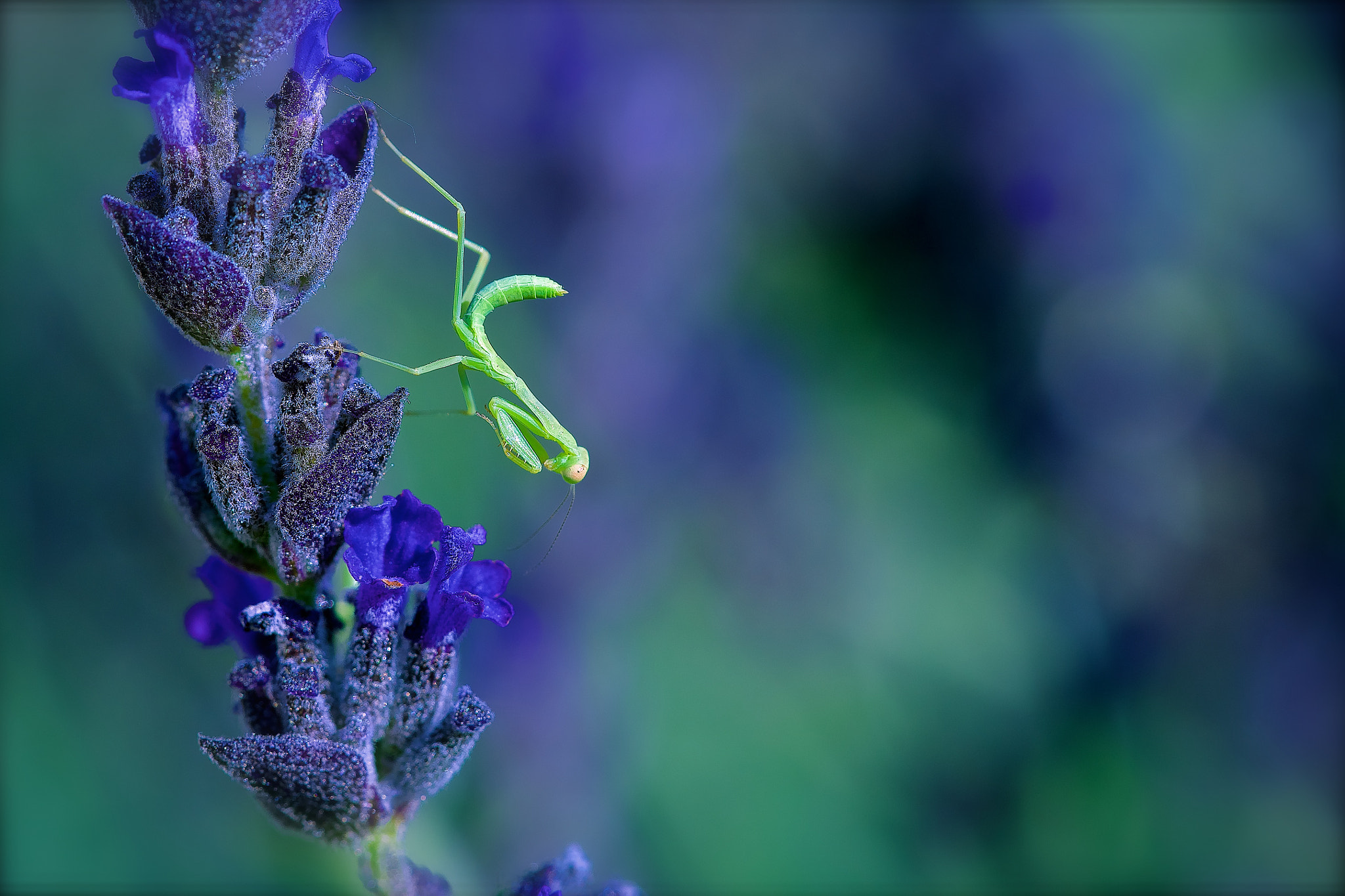 Sony a7R II + Sony FE 90mm F2.8 Macro G OSS sample photo. Little mantis in a purple jungle.jpg photography
