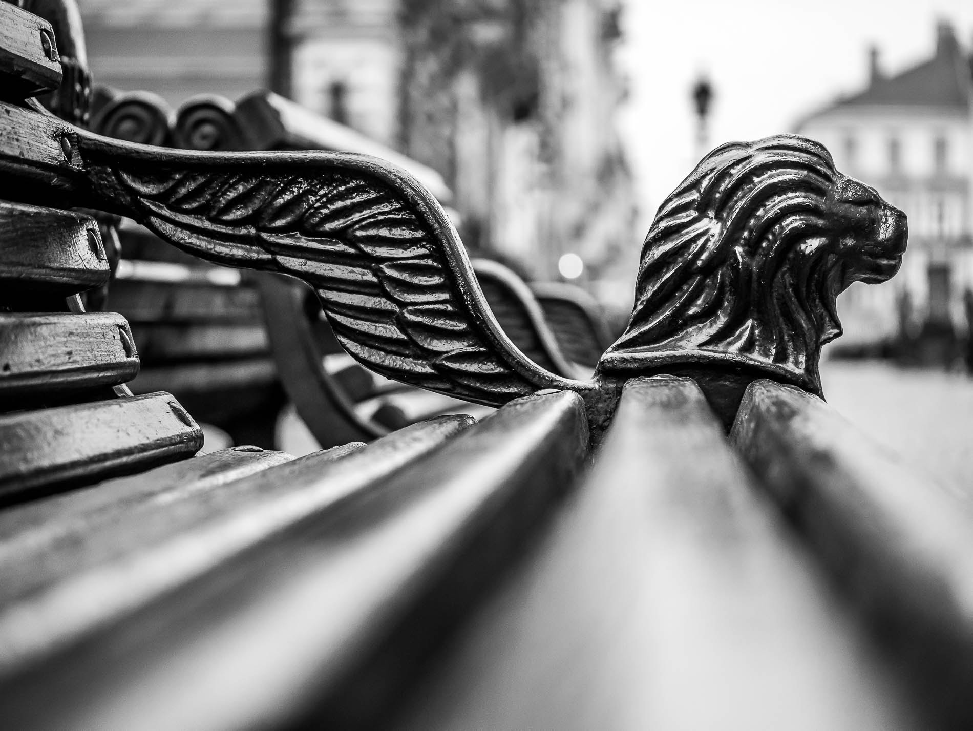 Panasonic Leica DG Macro-Elmarit 45mm F2.8 ASPH OIS sample photo. Lion photography