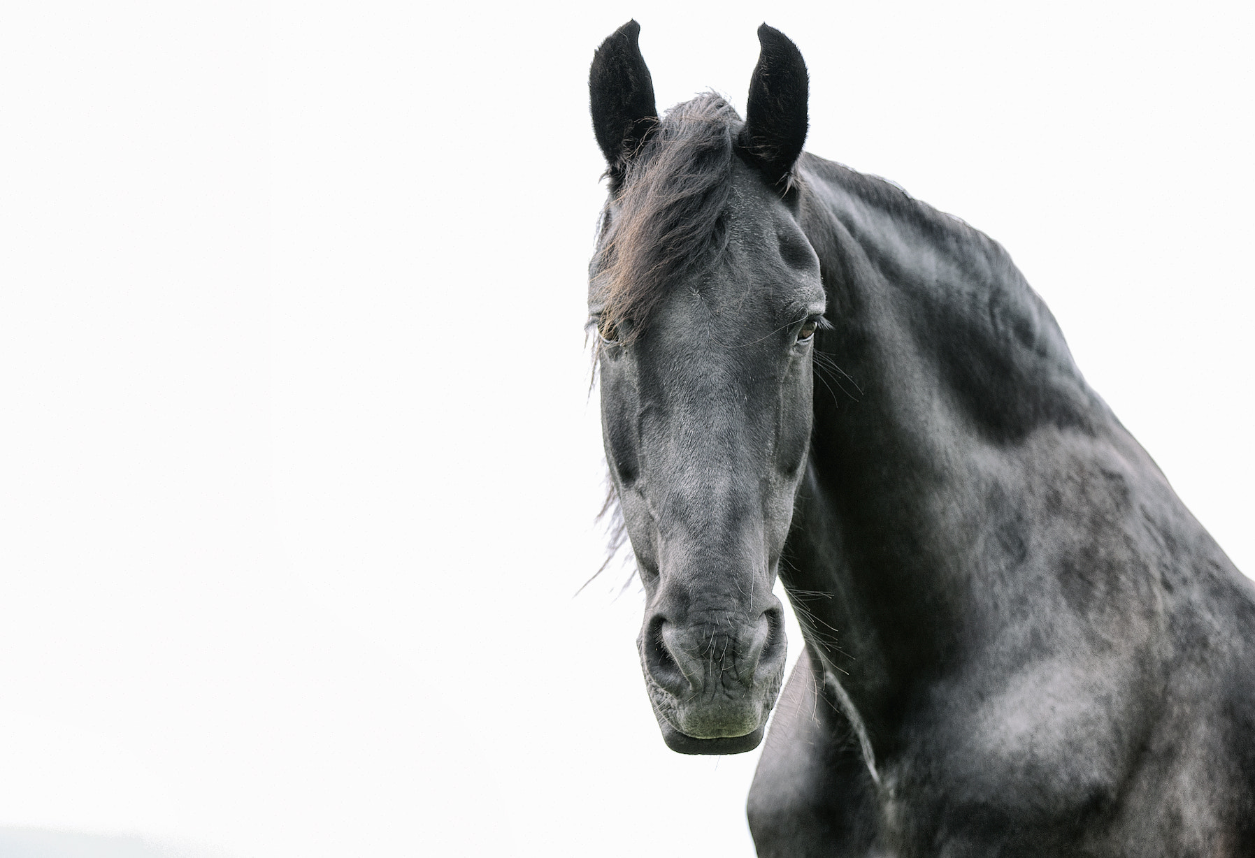 Canon EOS-1D Mark III sample photo. Old friesian horse photography
