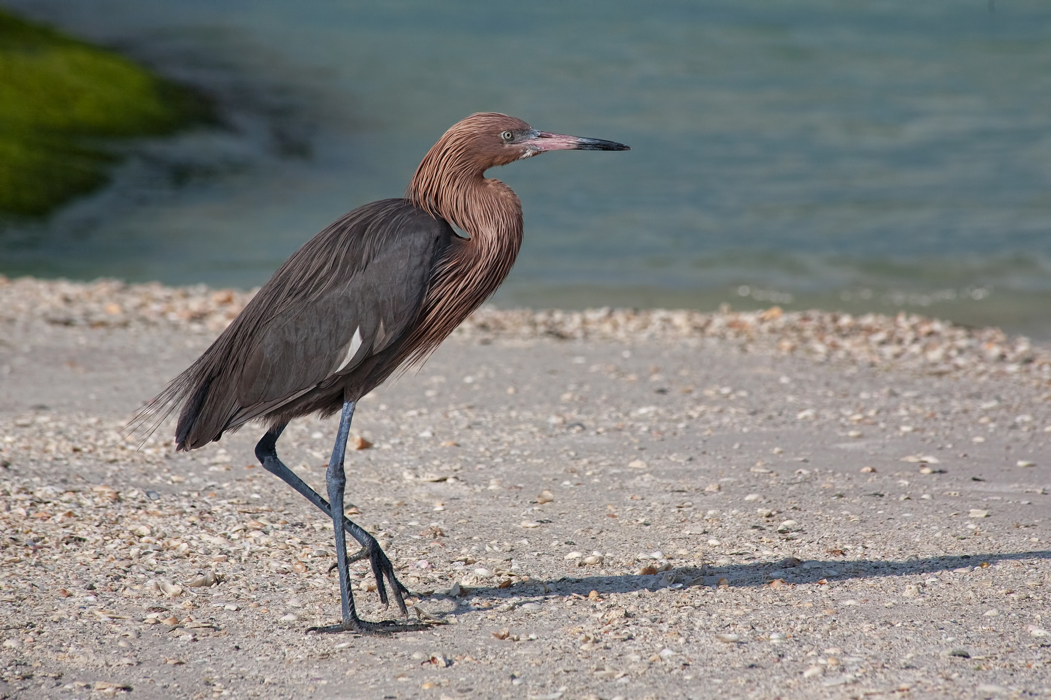 Canon EF 70-300mm F4-5.6 IS USM sample photo. Reddish egret photography