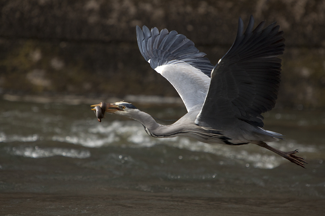 Canon EOS 5D Mark II + Canon EF 70-200mm F2.8L IS USM sample photo. Heron photography
