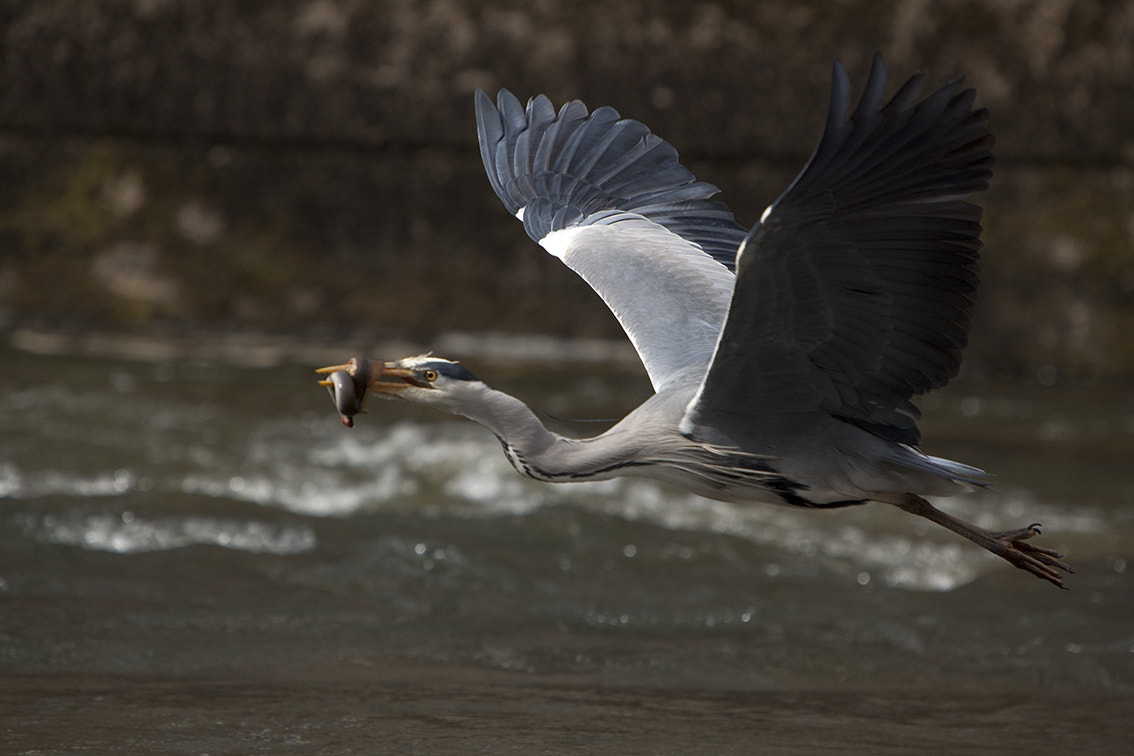 Canon EF 70-200mm F2.8L IS USM sample photo. Heron photography