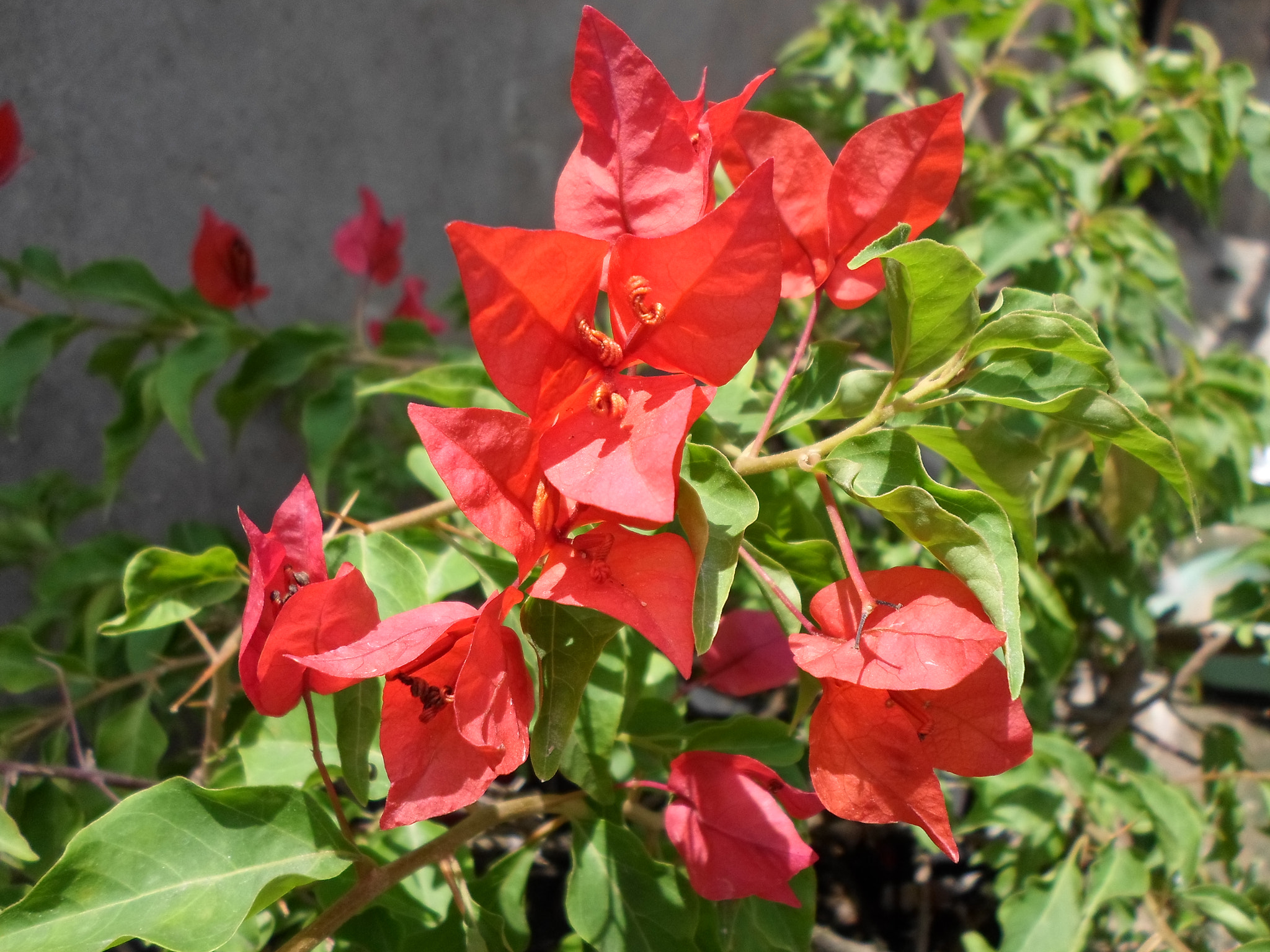 Samsung ES95 sample photo. Flores de abril photography