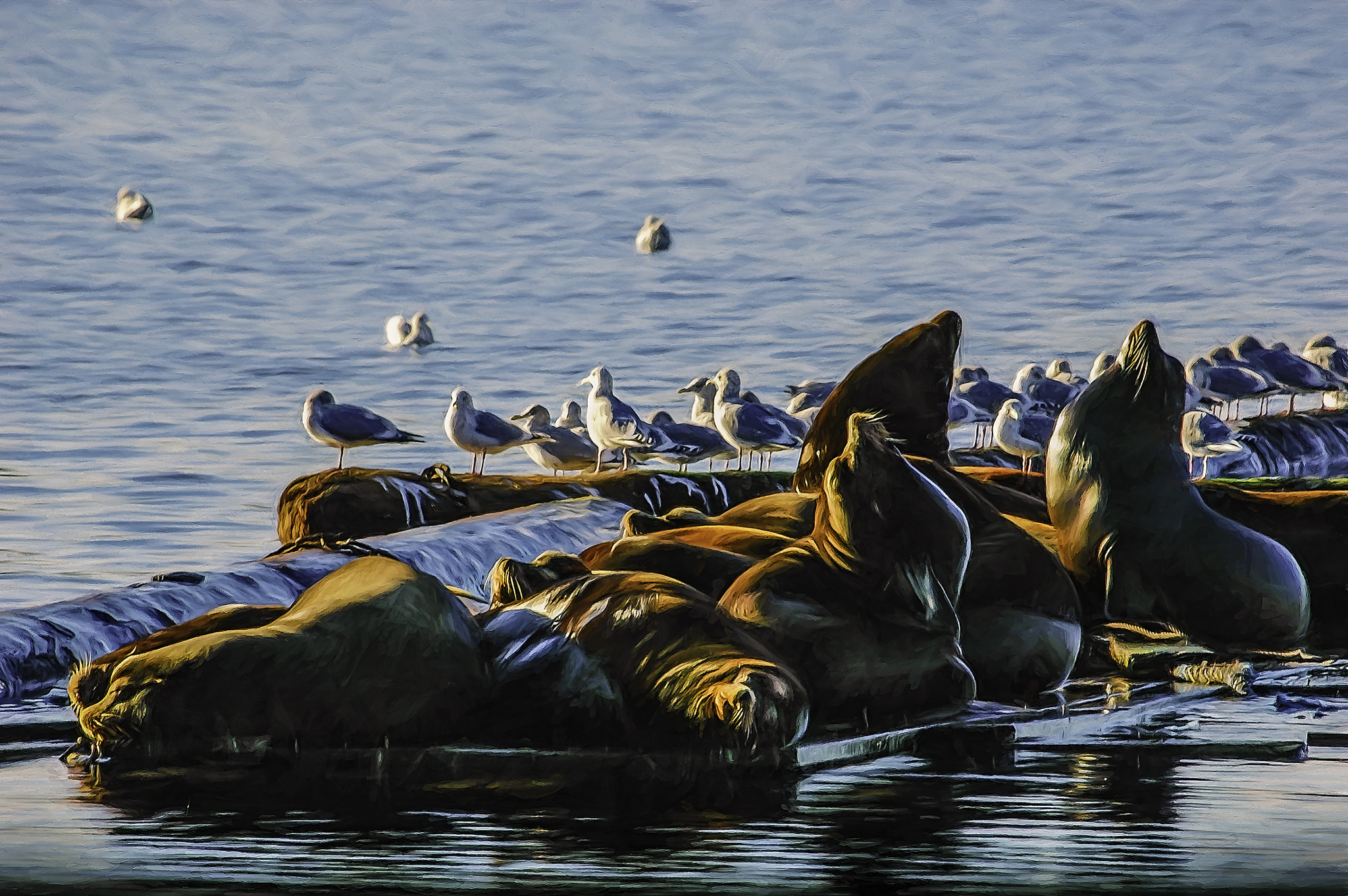 Nikon D70s + Nikon AF Nikkor 80-400mm F4.5-5.6D ED VR sample photo. Sea lions basking in the sun of the salish sea photography