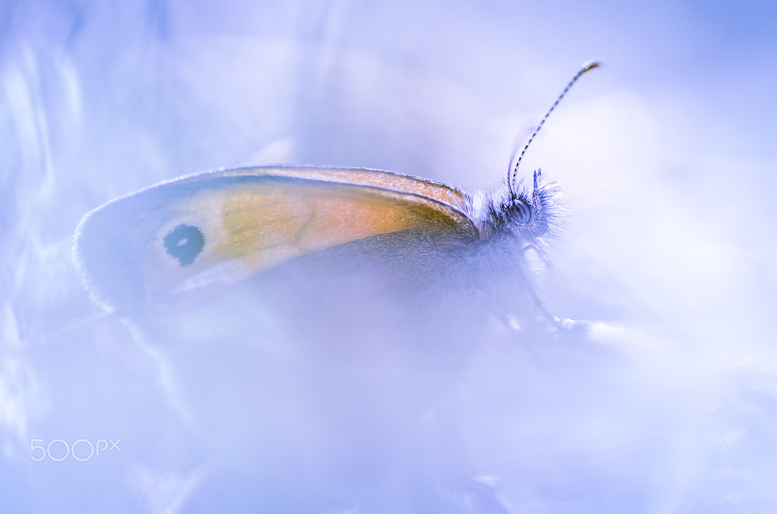 Tamron SP AF 90mm F2.8 Di Macro sample photo. Light as the air photography