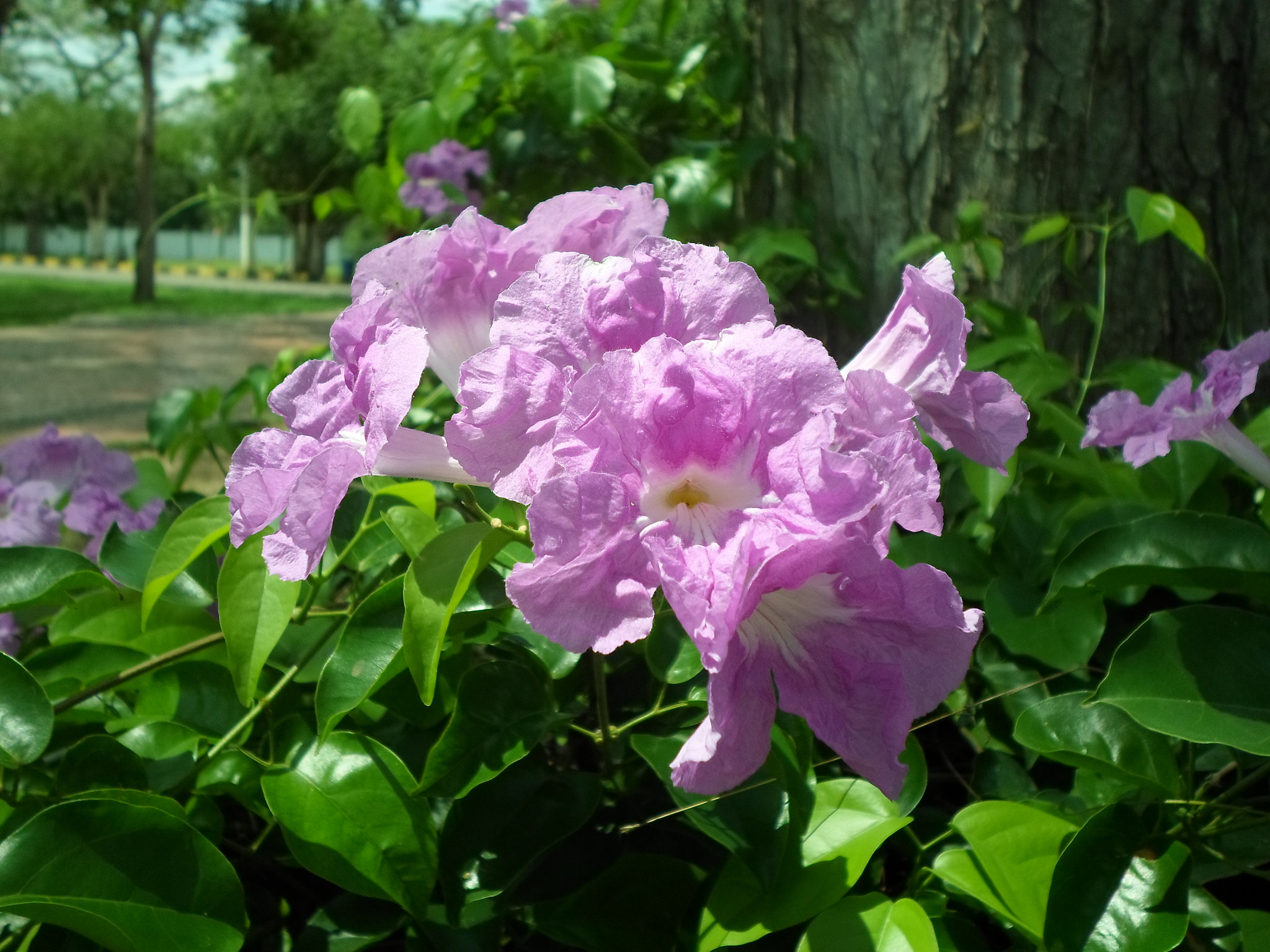 Samsung ES95 sample photo. Flores campus universitario unicordoba.jpg photography