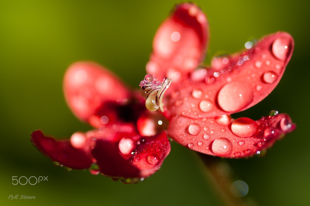 Nikon D300S sample photo. Tu luz photography