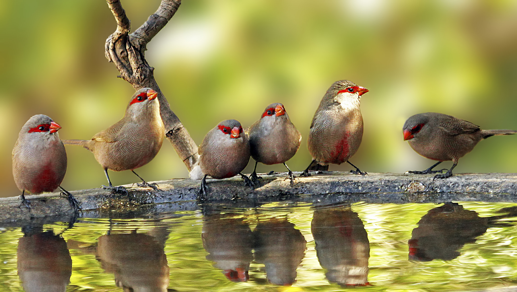 Canon EF 100-400mm F4.5-5.6L IS USM sample photo. Common waxbill 2 photography