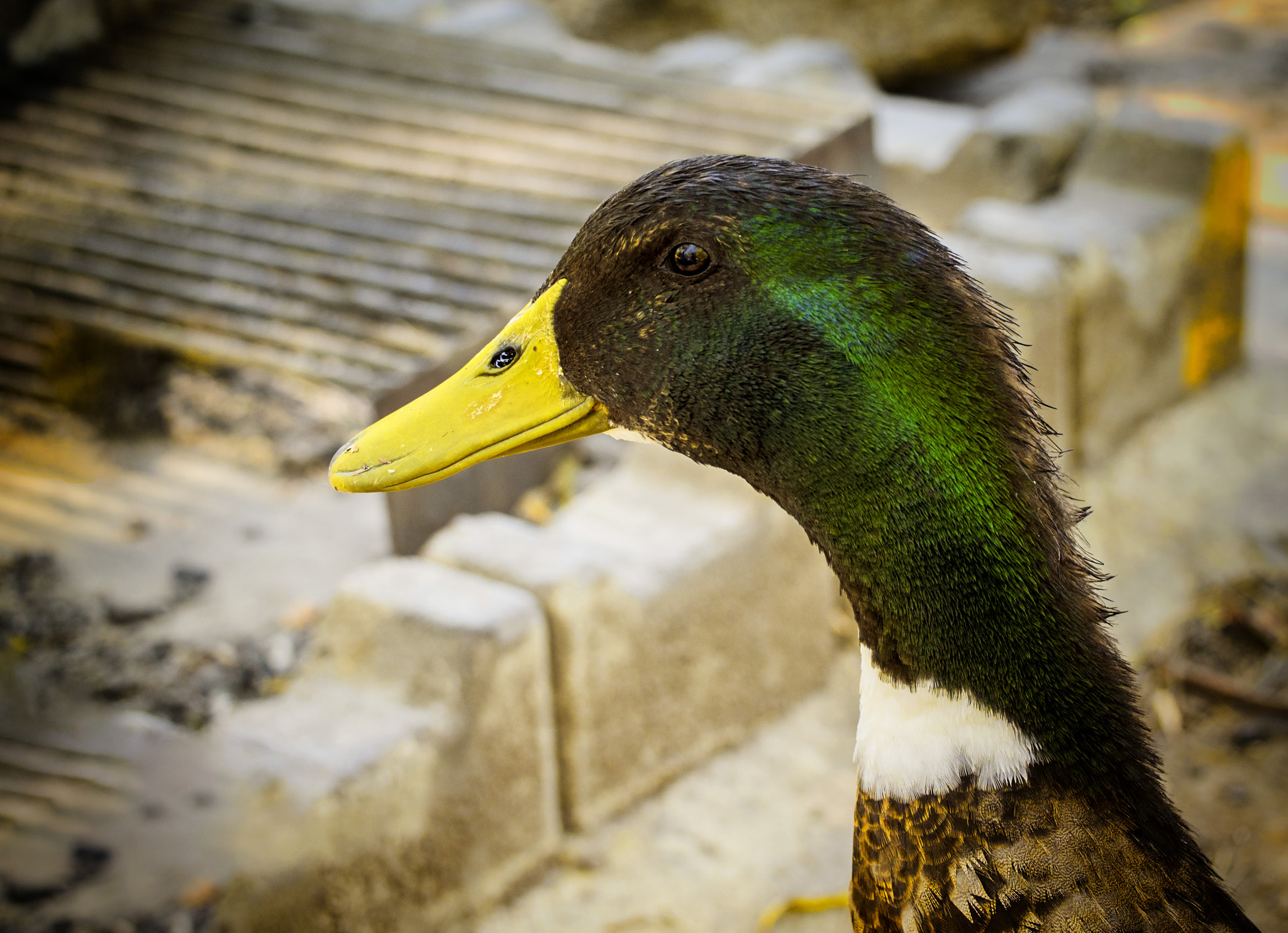 Panasonic Leica DG Macro-Elmarit 45mm F2.8 ASPH OIS sample photo. A resident of karagol nature park in izmir, turkey photography
