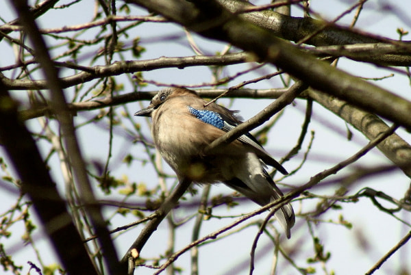 Sony Alpha DSLR-A200 + Minolta AF 100-300mm F4.5-5.6 sample photo. Sójka (garrulus glandarius) photography