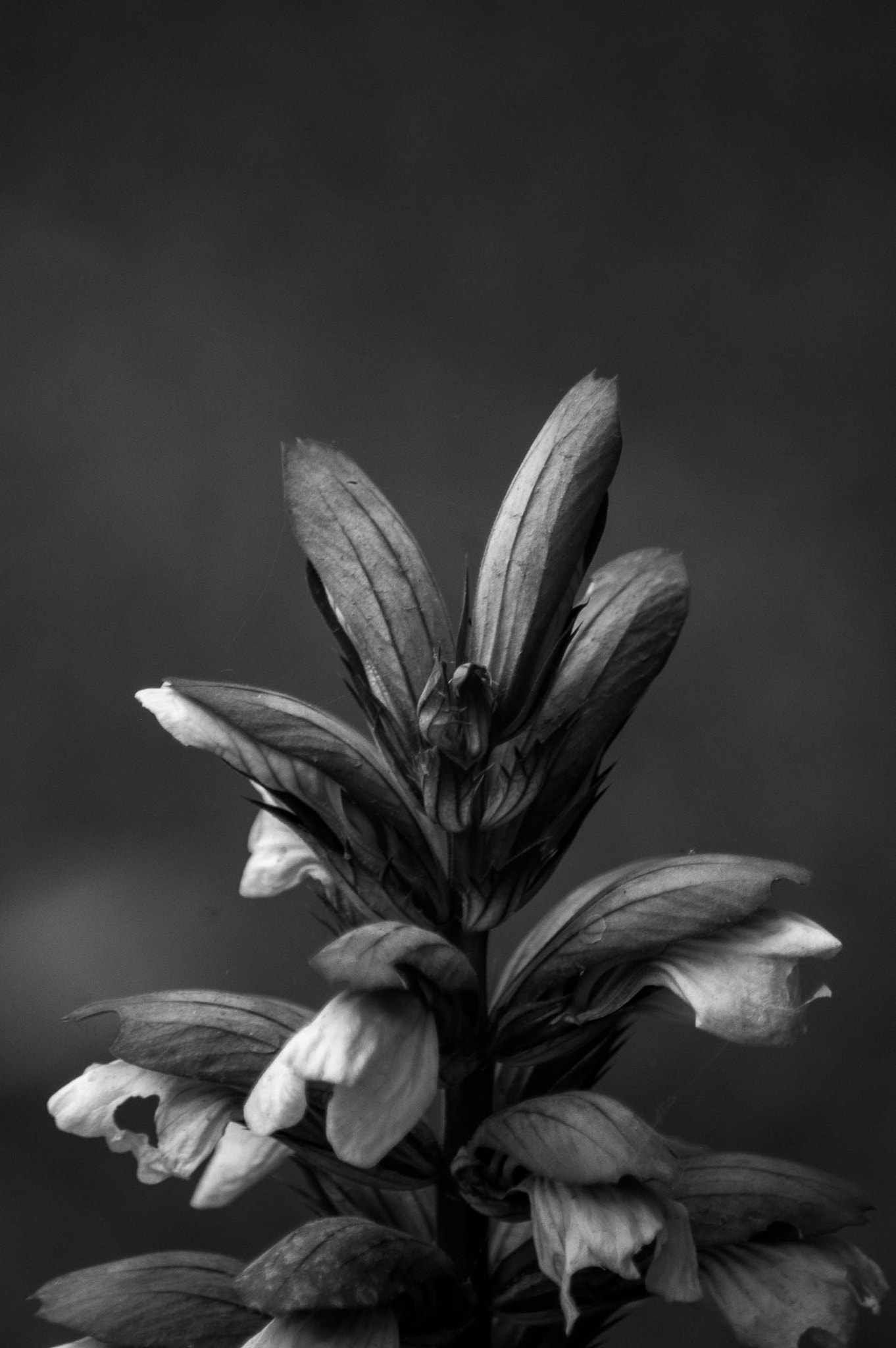 Nikon D40 + Sigma 70-300mm F4-5.6 DG Macro sample photo. Dark photography