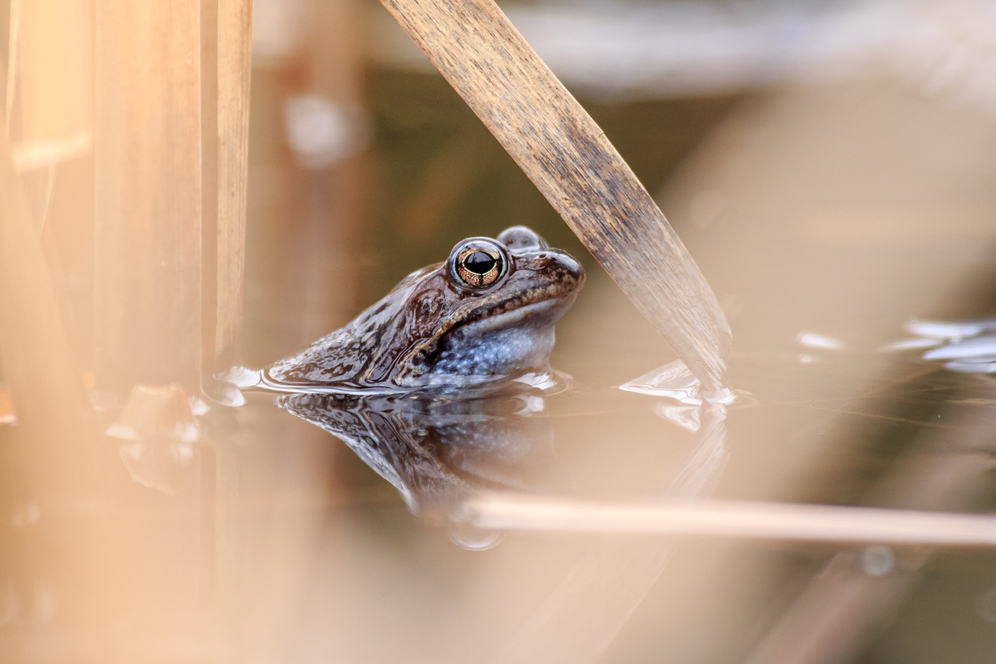 Canon EOS 6D + Canon EF 300mm f/2.8L + 2x sample photo. Frog photography