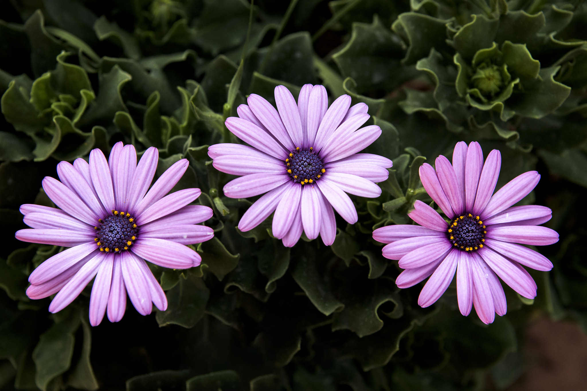 Nikon D810 + Sigma 24-70mm F2.8 EX DG Macro sample photo. African daisies photography