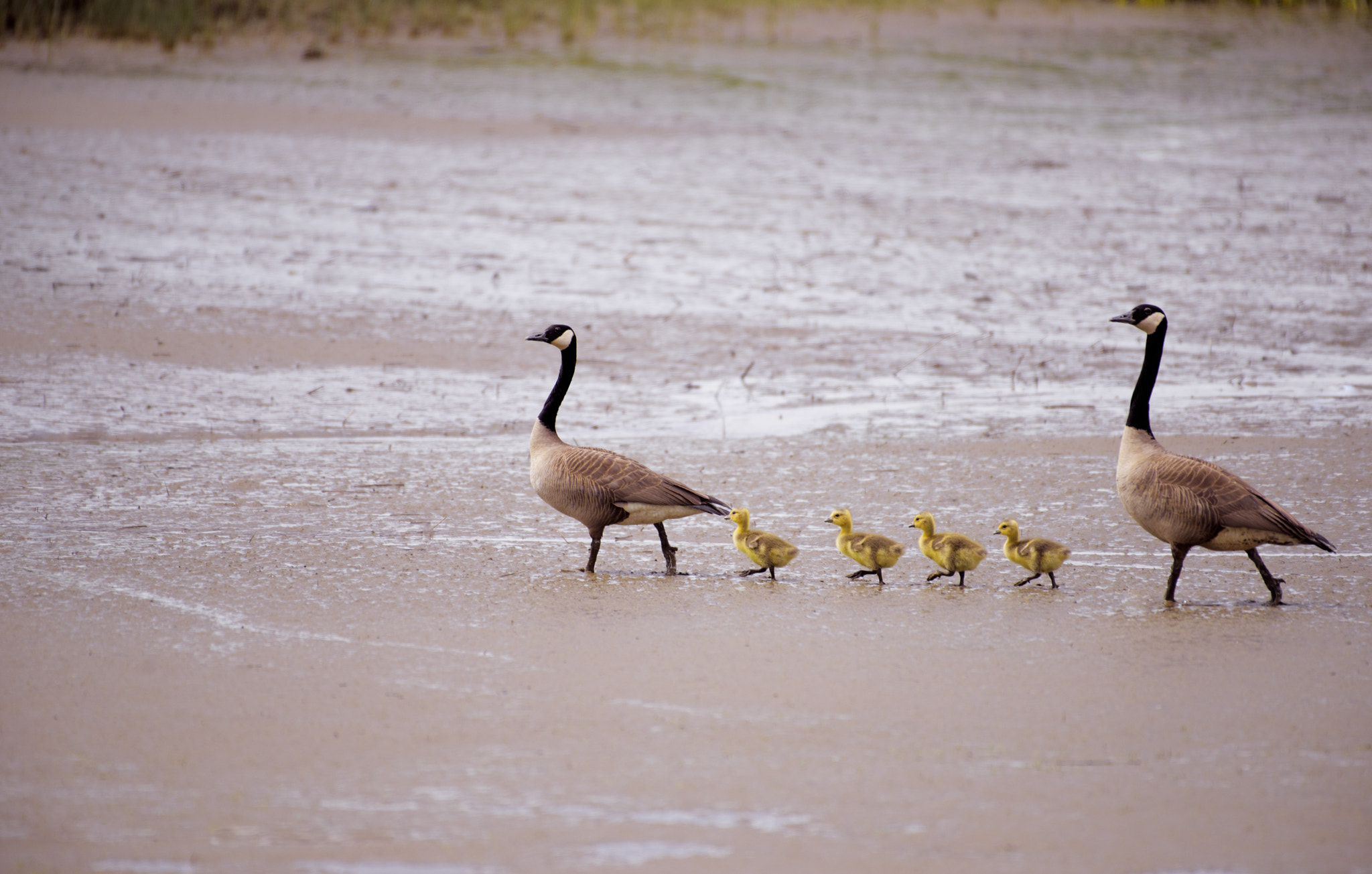 Nikon AF-S Nikkor 200-500mm F5.6E ED VR sample photo. Protective parents photography