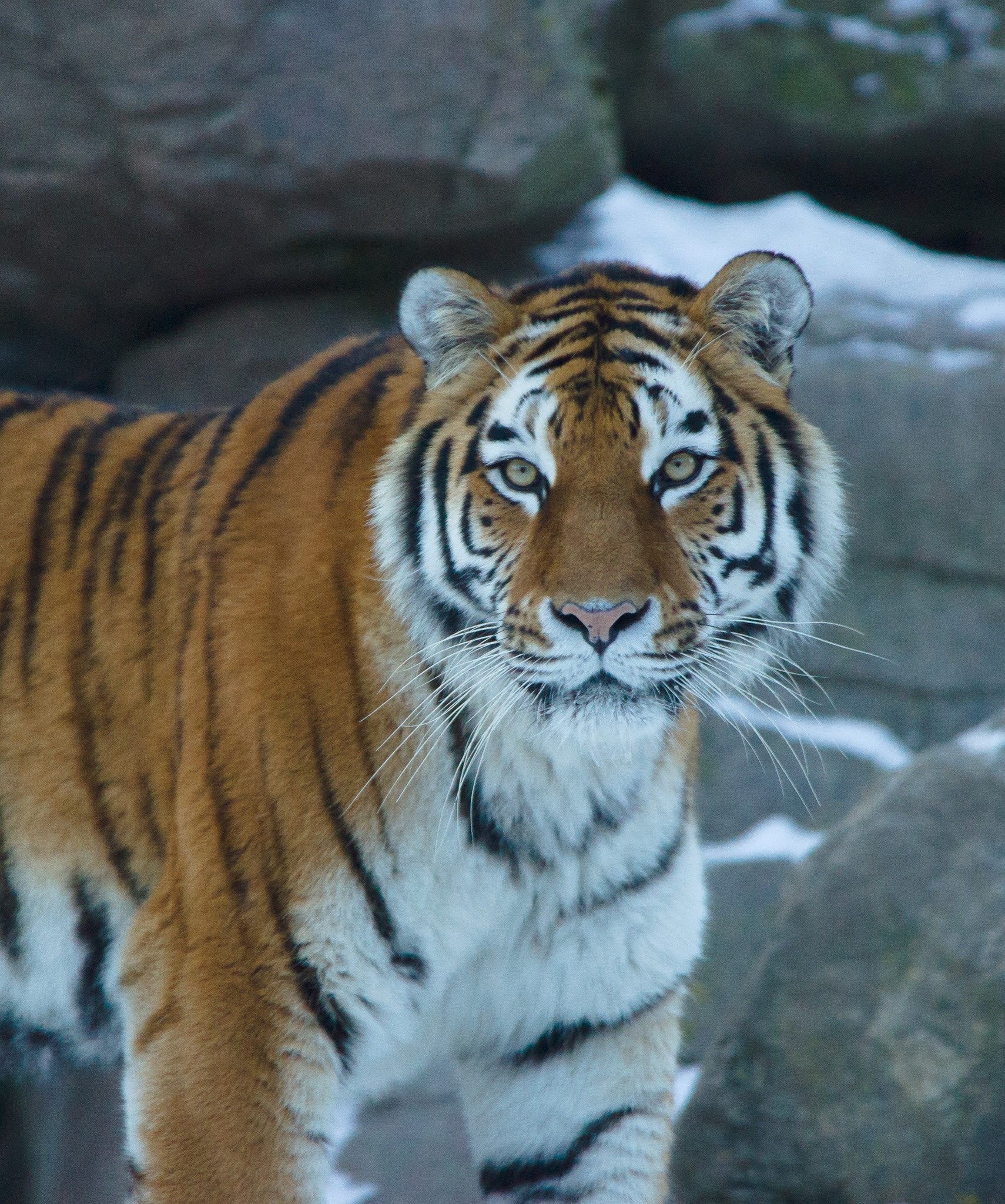 Minolta/Sony AF 70-200mm F2.8 G sample photo. Tiger photography