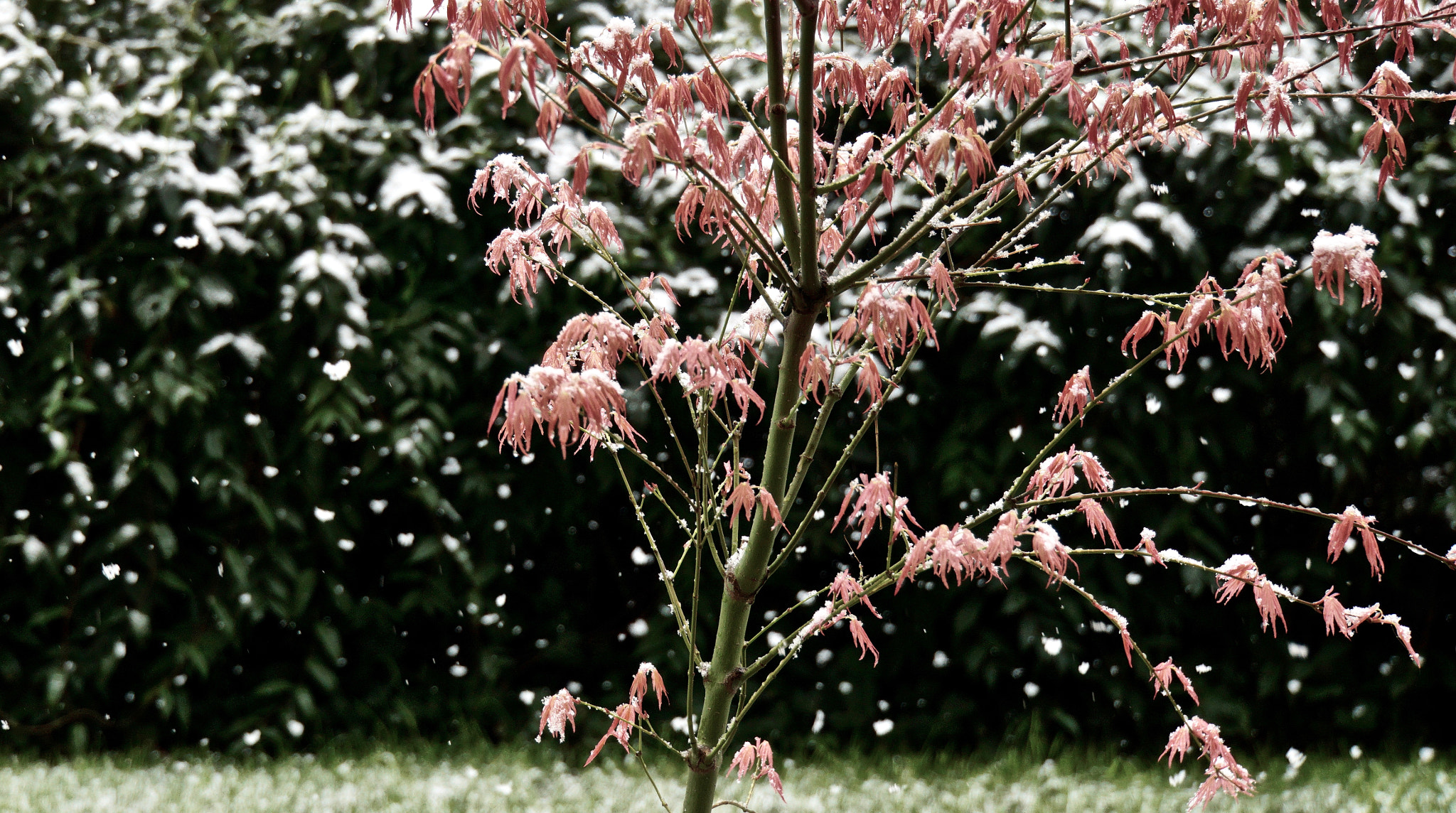 Sony E 18-55mm F3.5-5.6 OSS sample photo. We thought it was spring photography