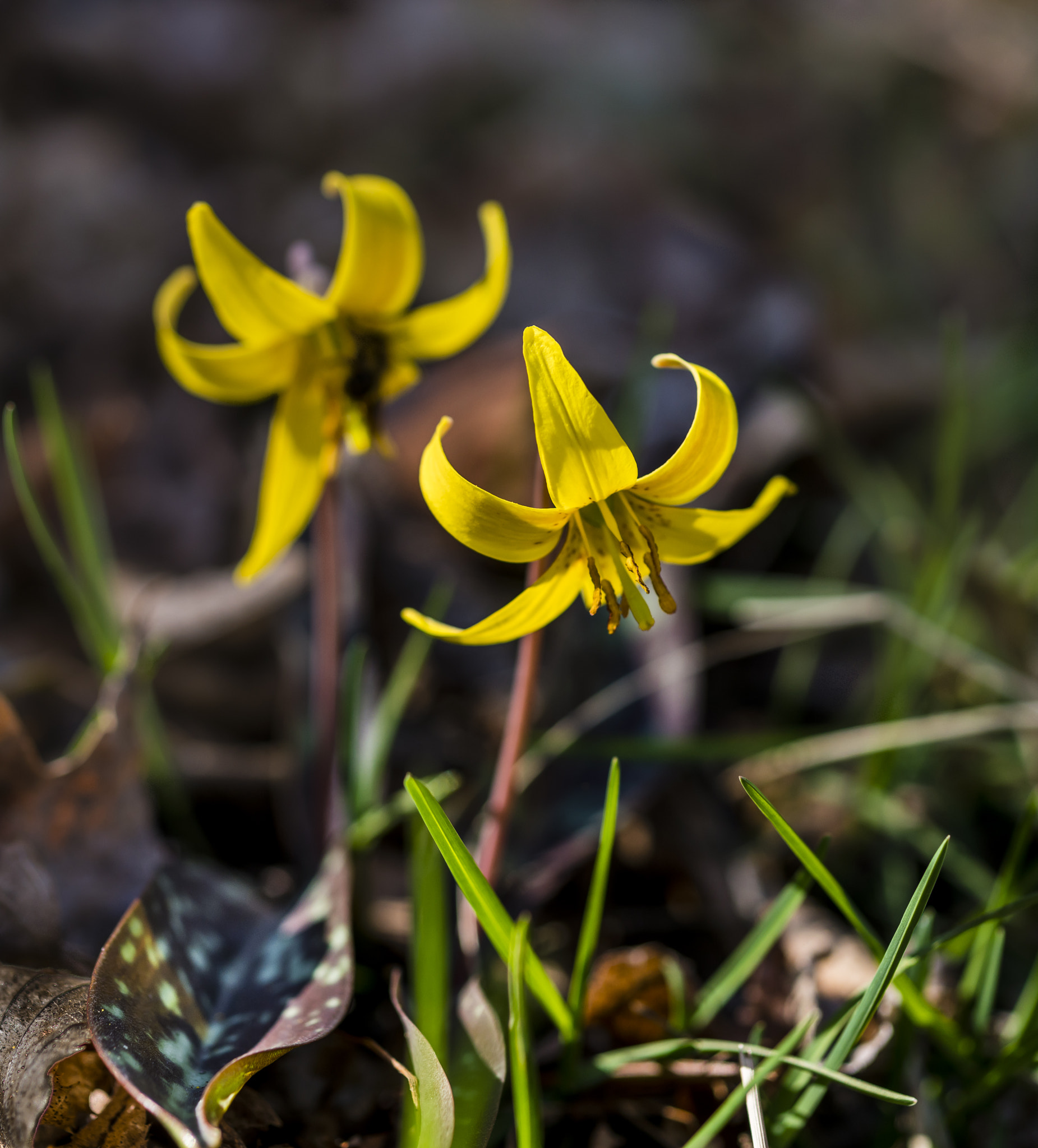 Sony 50mm F2.8 Macro sample photo. Trout lilies photography