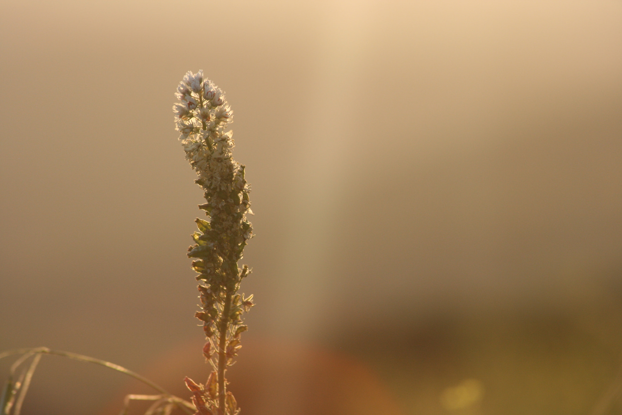Canon EF 55-200mm F4.5-5.6 II USM sample photo. Alone photography