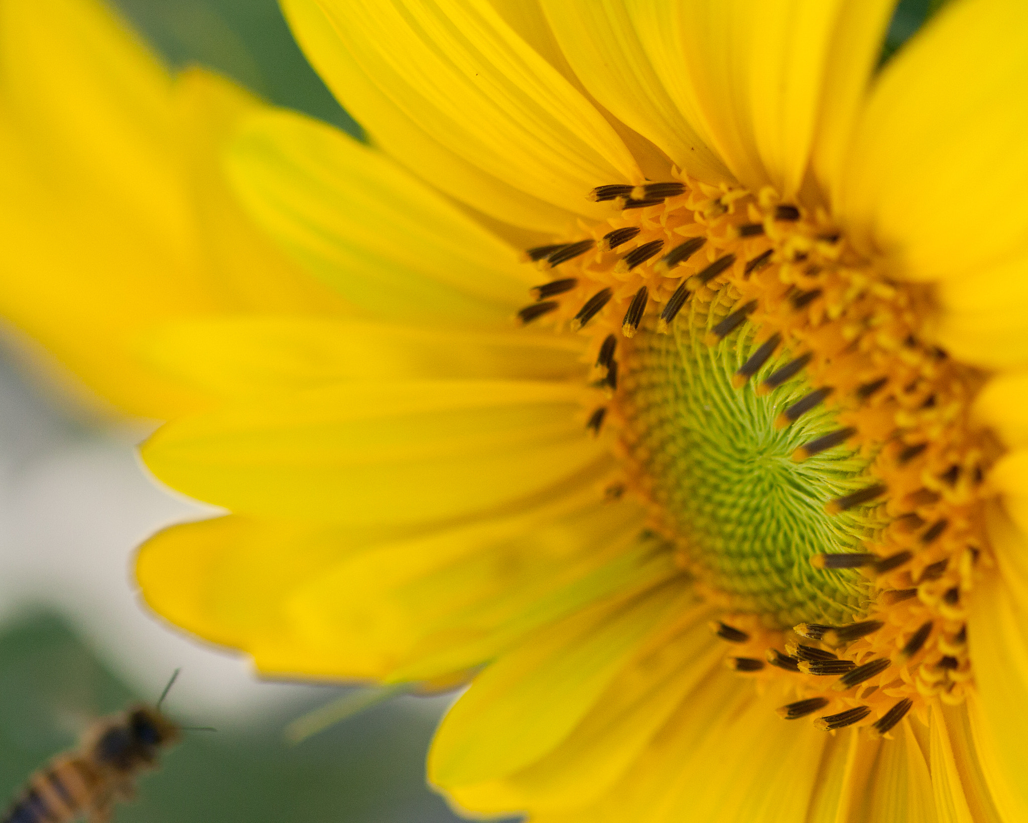 Canon EOS 450D (EOS Rebel XSi / EOS Kiss X2) sample photo. Sunflower #2 photography