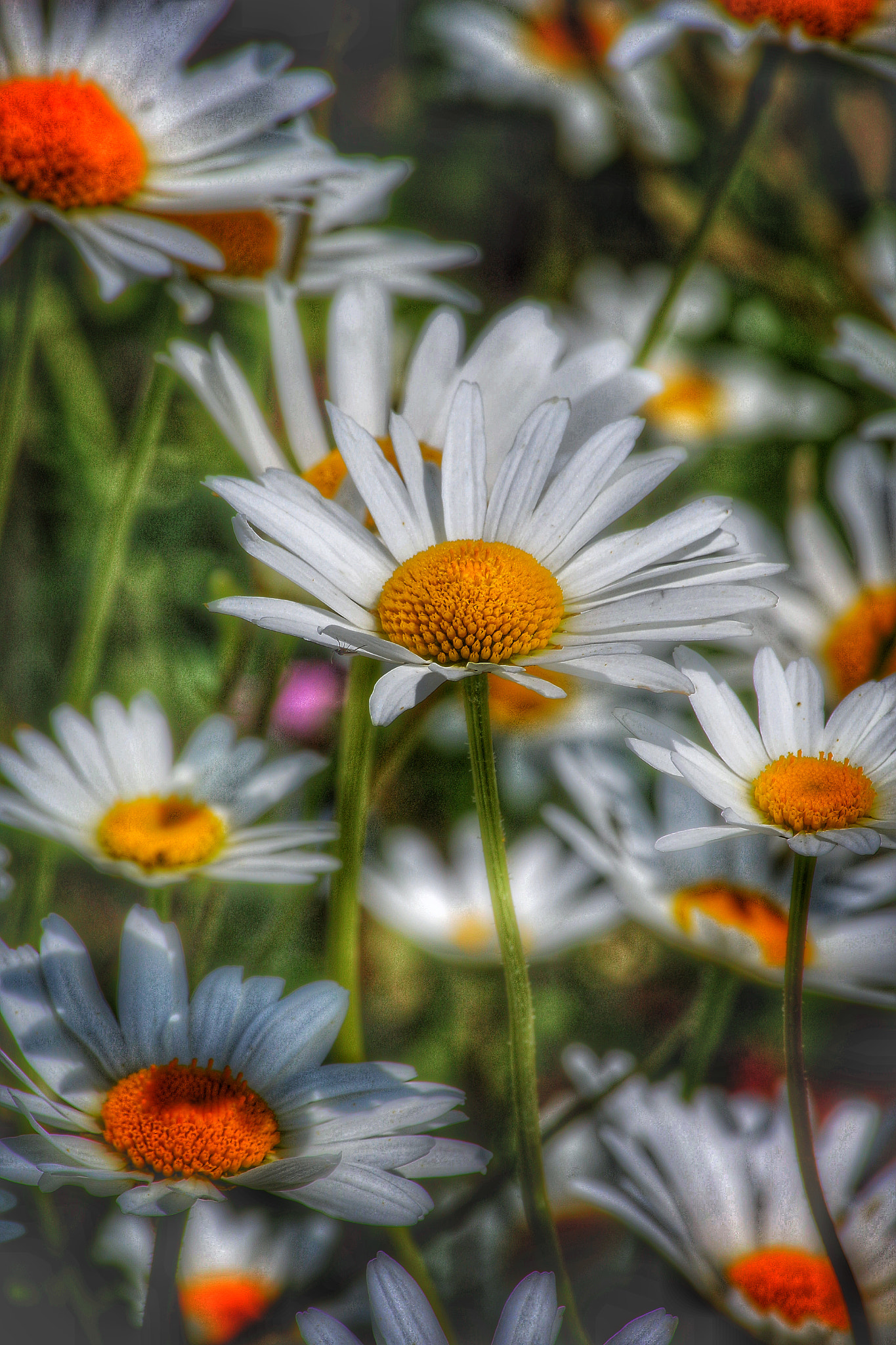 Canon EOS 600D (Rebel EOS T3i / EOS Kiss X5) + Canon 70-300mm sample photo. Just a question of love ! photography