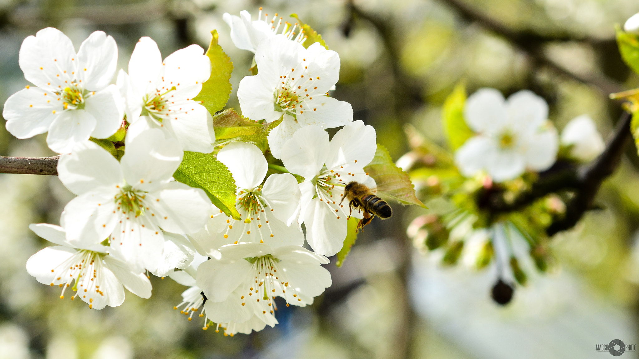 Nikon AF-S Micro-Nikkor 60mm F2.8G ED sample photo. Flying bee photography