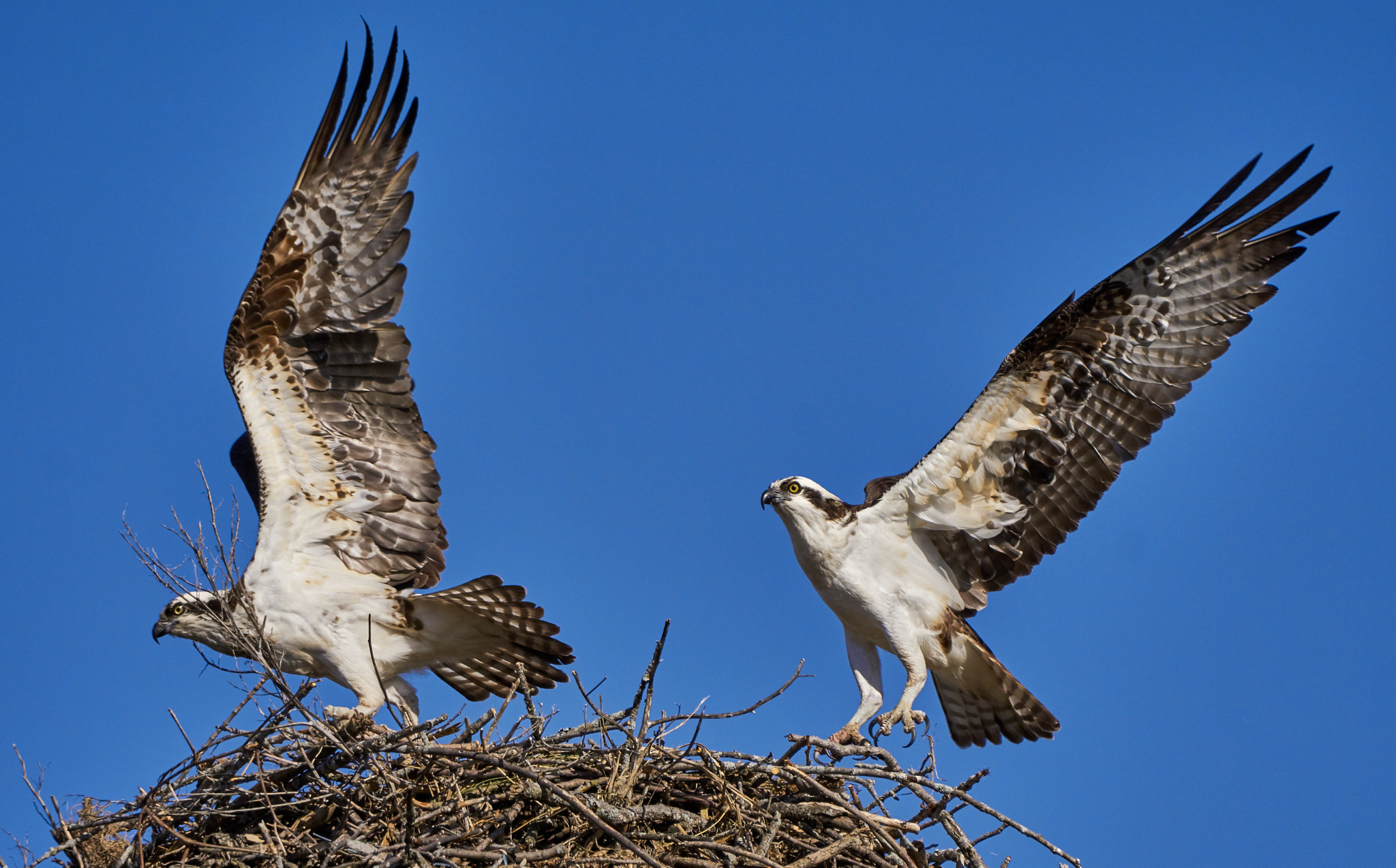 Sony ILCA-77M2 + Sony 70-400mm F4-5.6 G SSM II sample photo. Osprey photography
