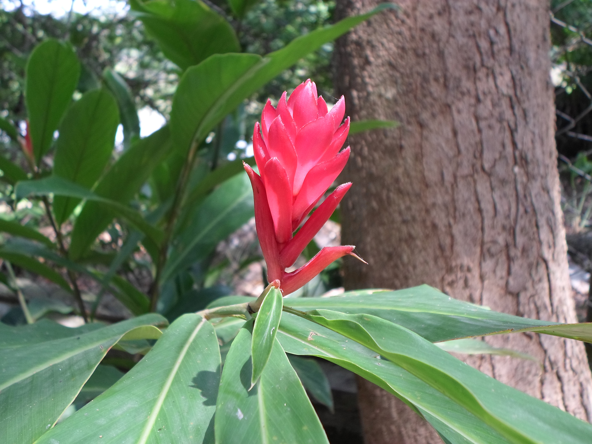 Samsung ES95 sample photo. Naturaleza silvestre.jpg photography