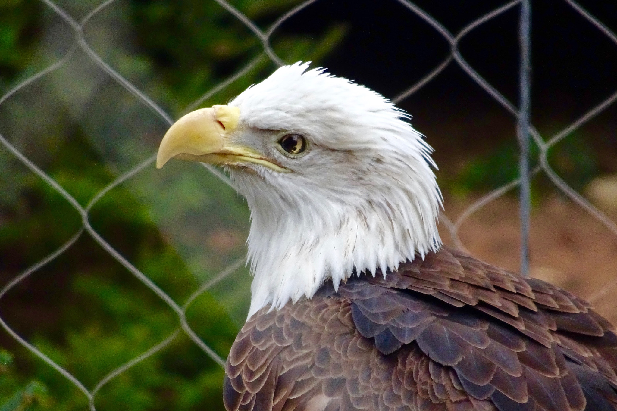 Sony Cyber-shot DSC-HX90V + Sony 24-720mm F3.5-6.4 sample photo. Hershey park zoo photography