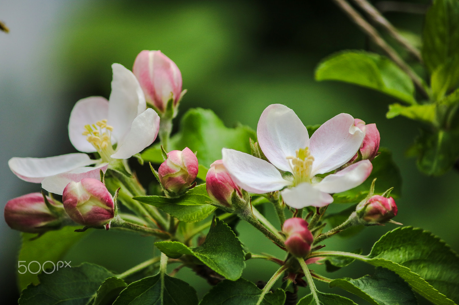 Canon EF-S 55-250mm F4-5.6 IS sample photo. Apple blossom photography