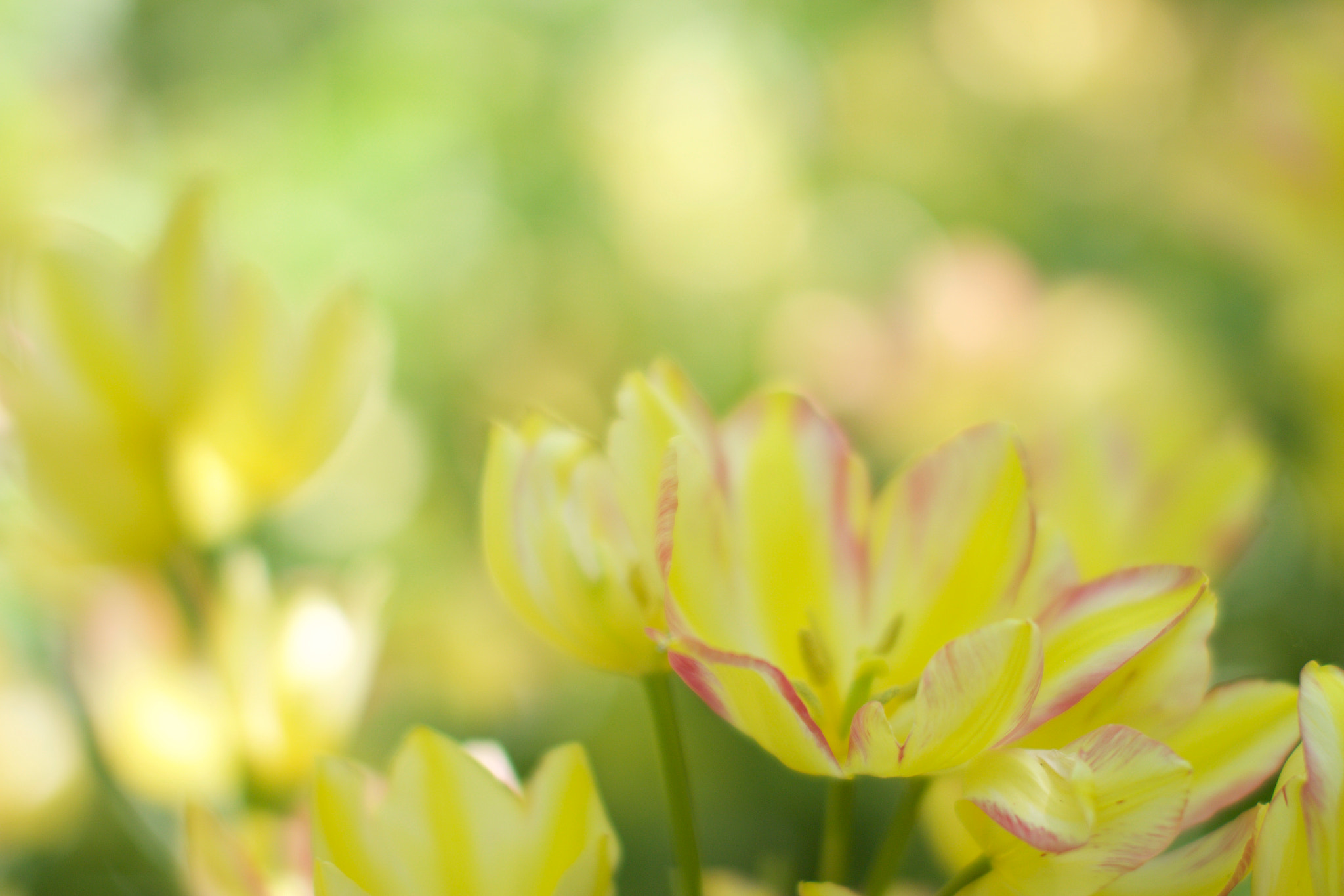 Sigma 50mm F1.4 EX DG HSM sample photo. Yellow charm photography