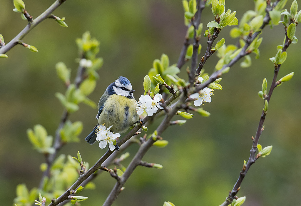 Nikon AF-S Nikkor 600mm F4D ED-IF II sample photo. Blue tit photography