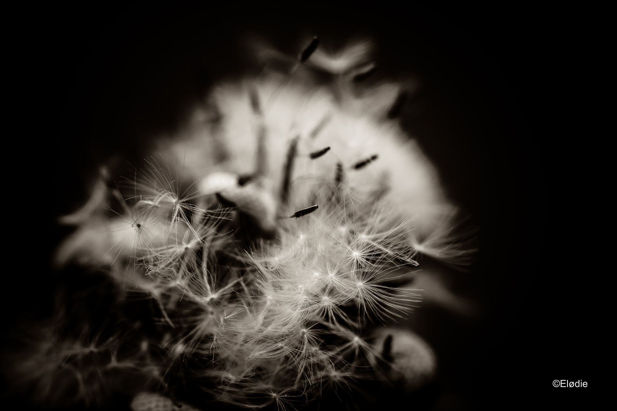 Canon EOS 100D (EOS Rebel SL1 / EOS Kiss X7) + Canon EF 100mm F2.8L Macro IS USM sample photo. Dandelion photography