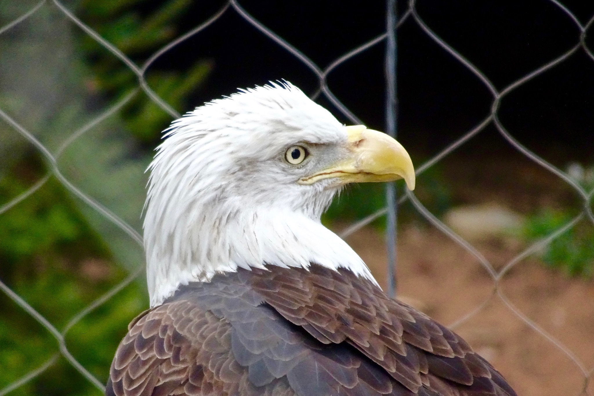Sony 24-720mm F3.5-6.4 sample photo. Hershey park zoo photography